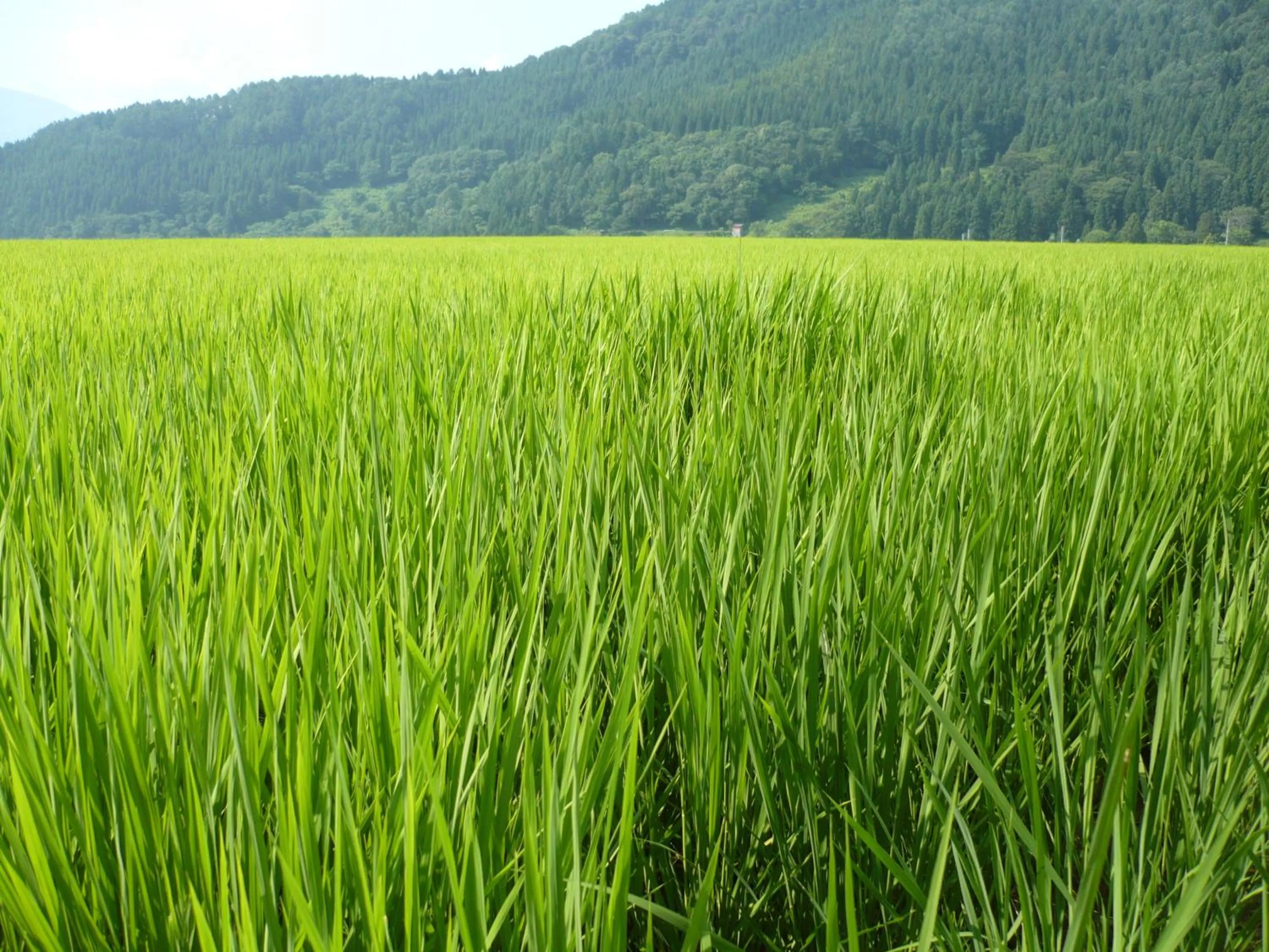 Natural landscape in Oyado Nozawaya