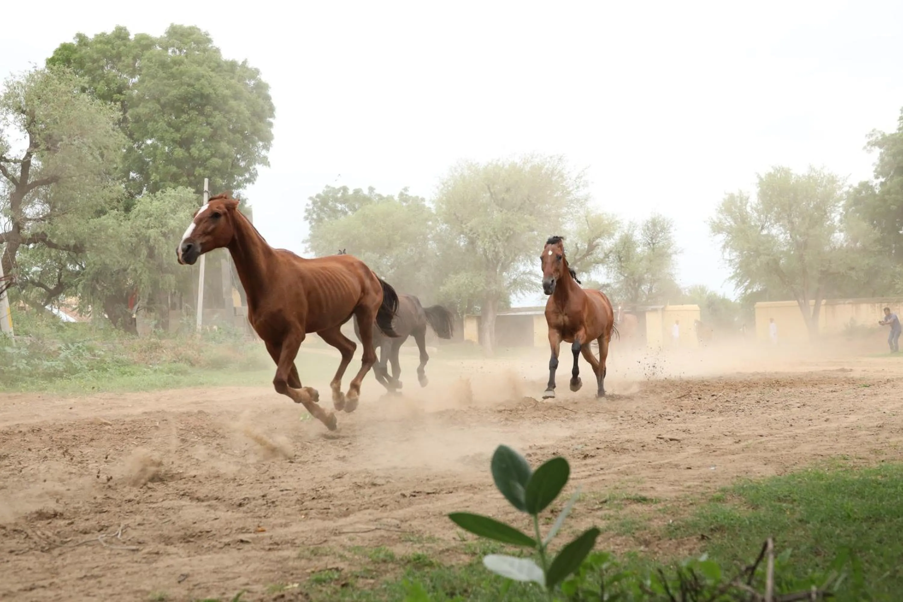 Property building in Roop Niwas Kothi, Near Mandawa