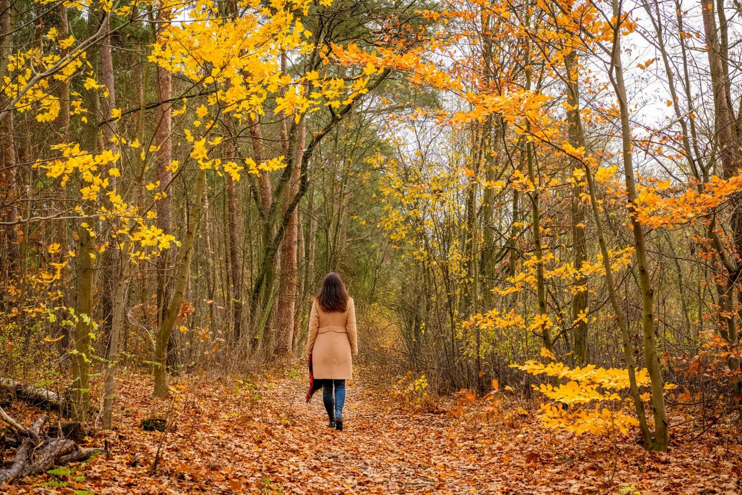 Natural landscape in Hotel Grunewald