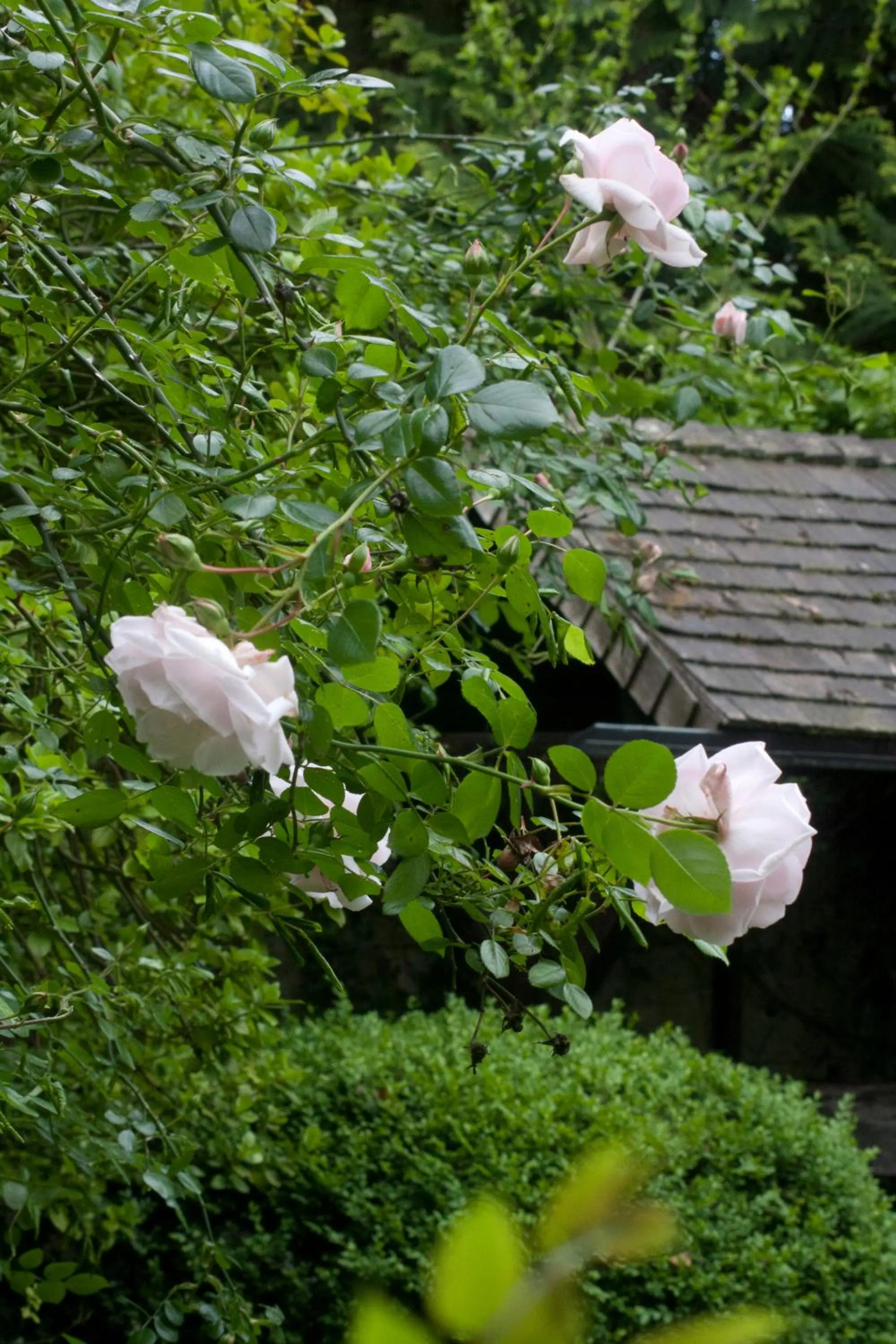 Garden in Hotel Sonnenbichl