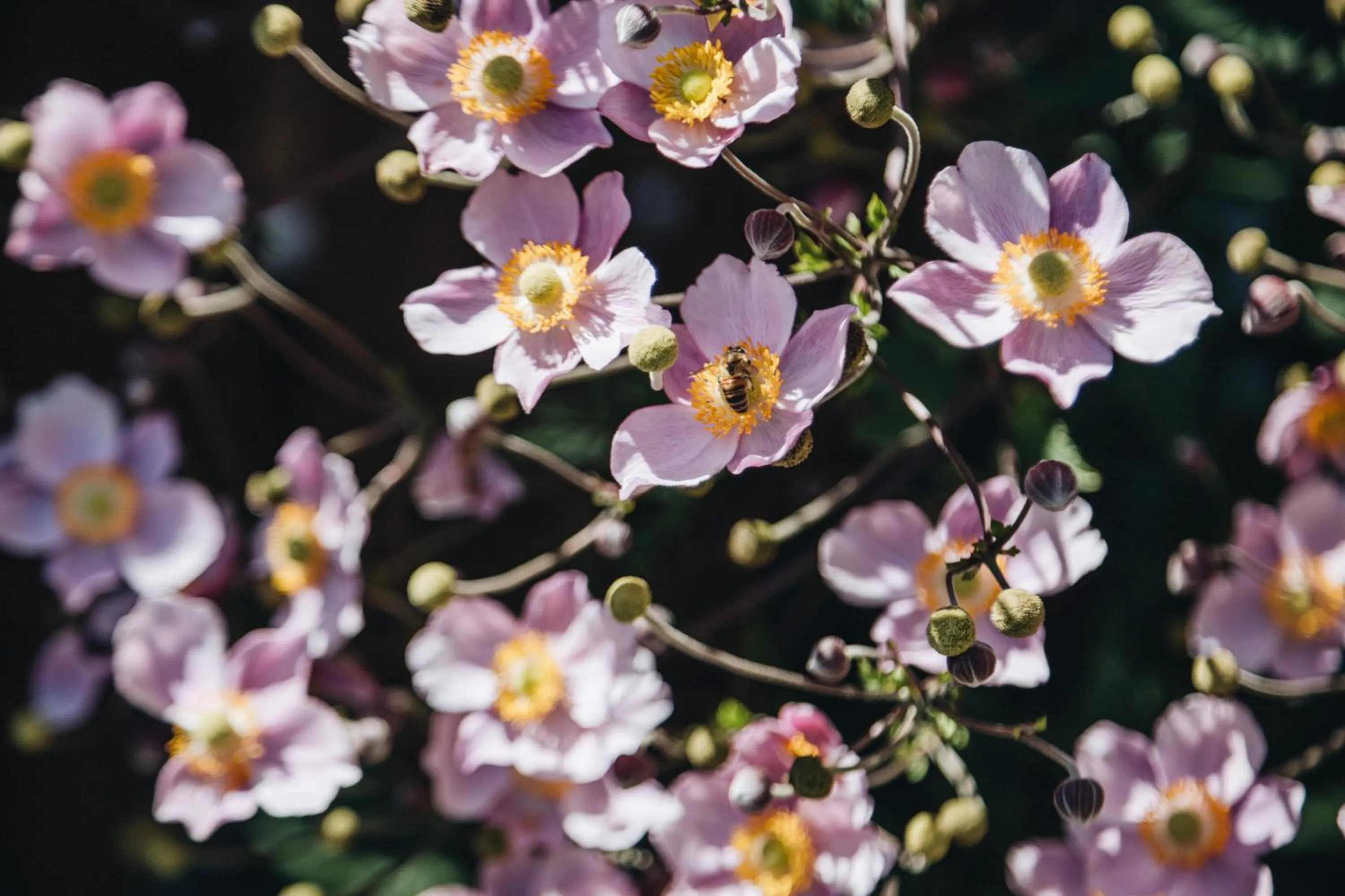 Garden in Biohotel Amadeus