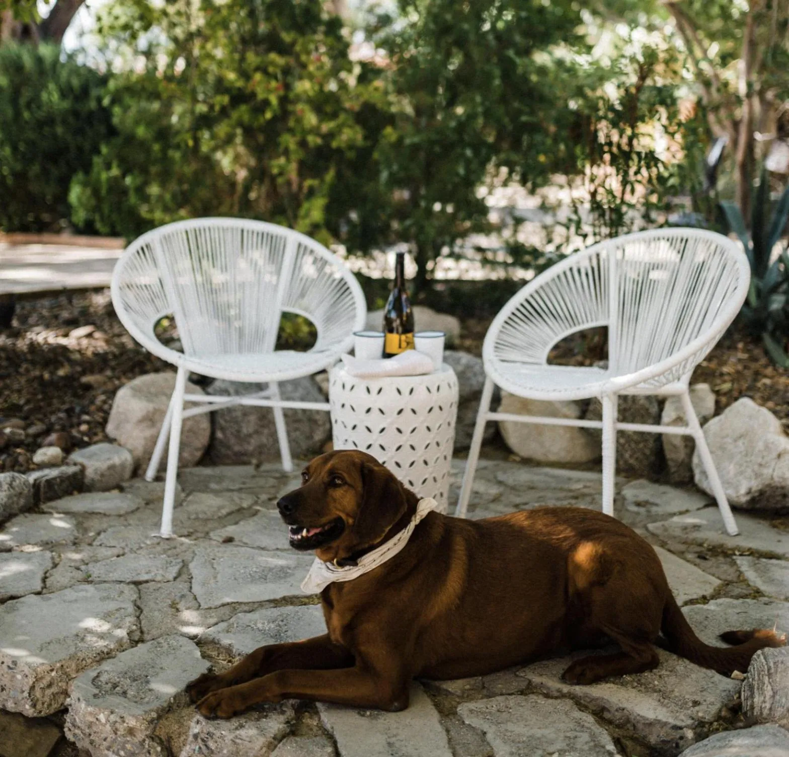 Pets in The Good House- Hot Spring Hideaway