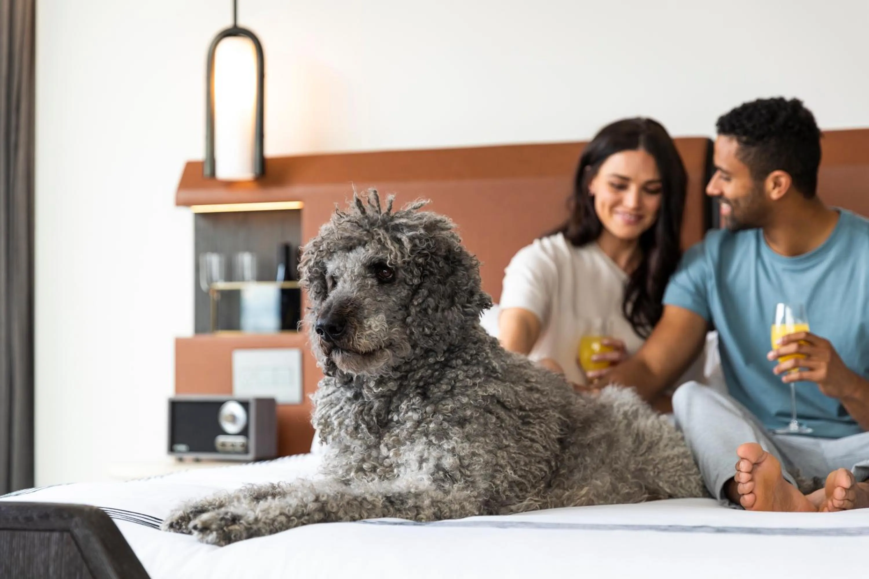 Pets in Thompson Denver, by Hyatt