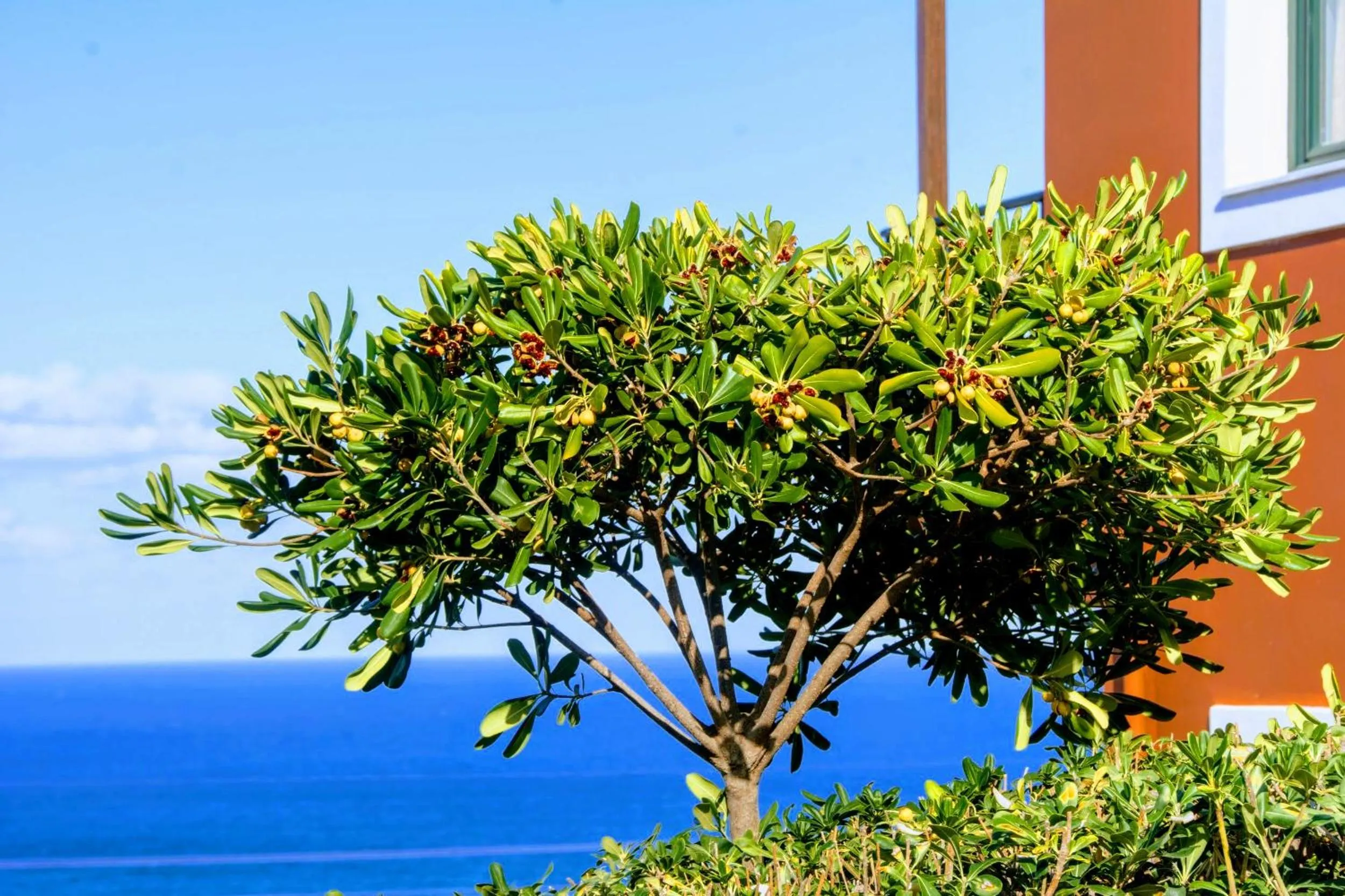 Garden in Ippoliti Village