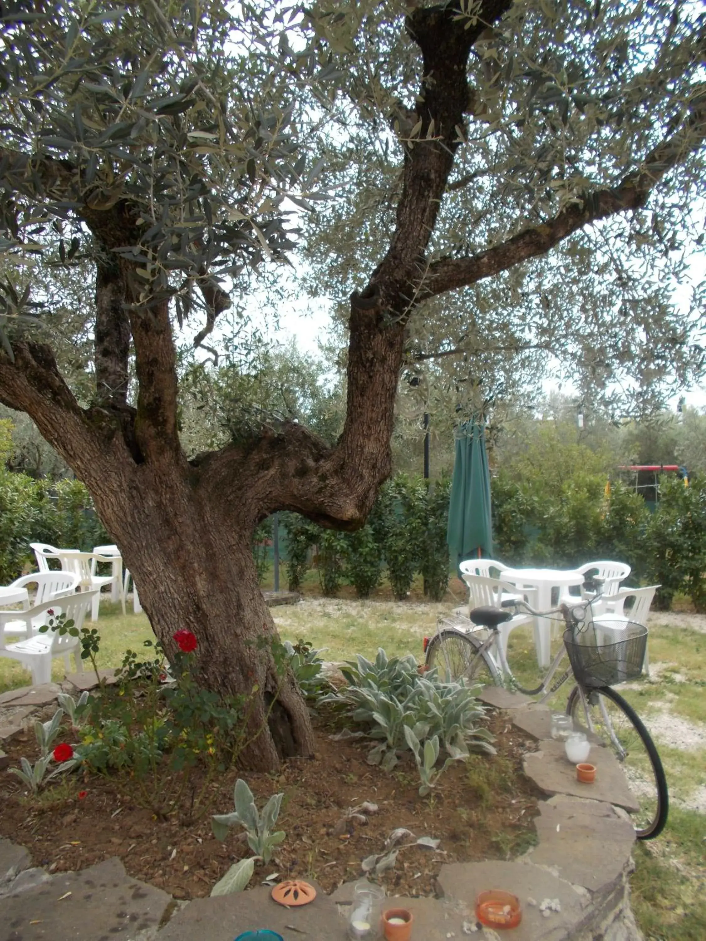 Casa Degli Ulivi Casa Degli Ulivi