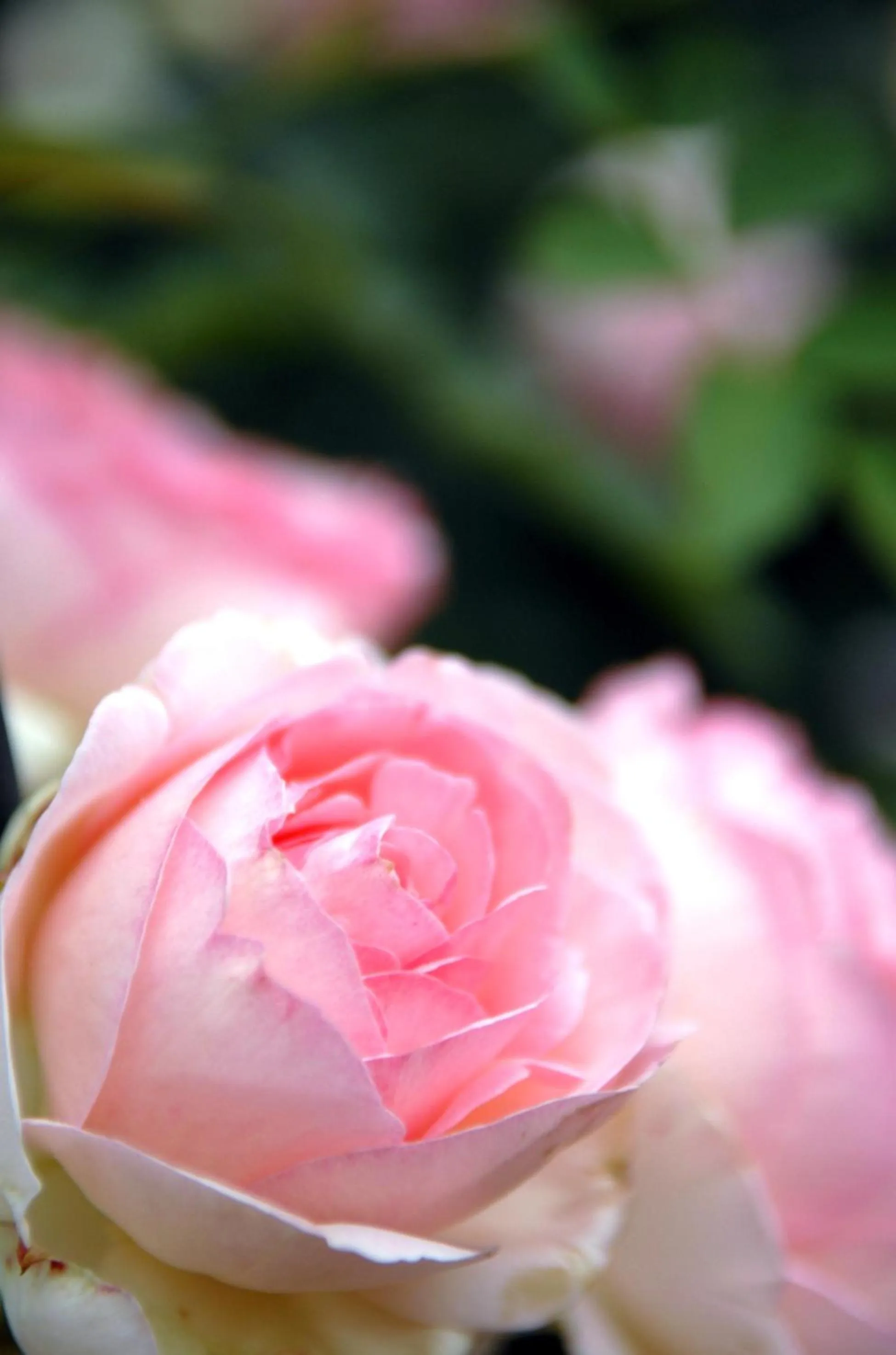 Garden in Romantik Hotel Zum Rosenhof