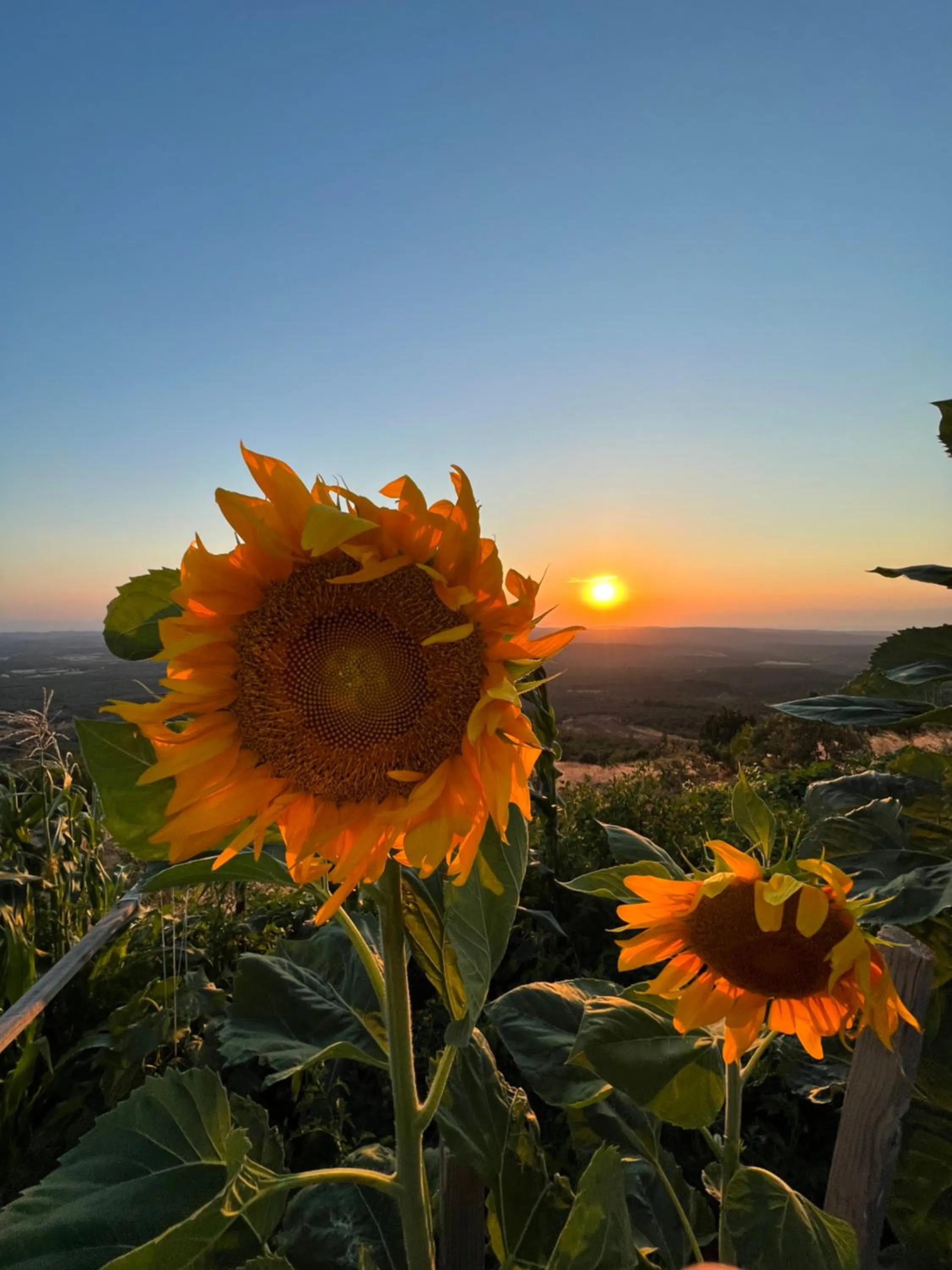 Sunset in Marlo Ayvalık 12 Plus Adult Only