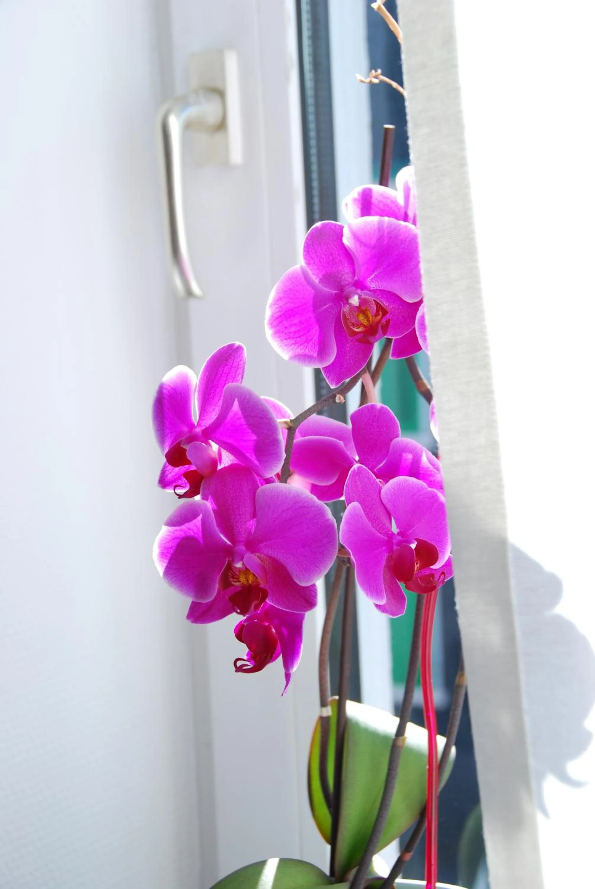 Decorative detail in Ascot Hotel