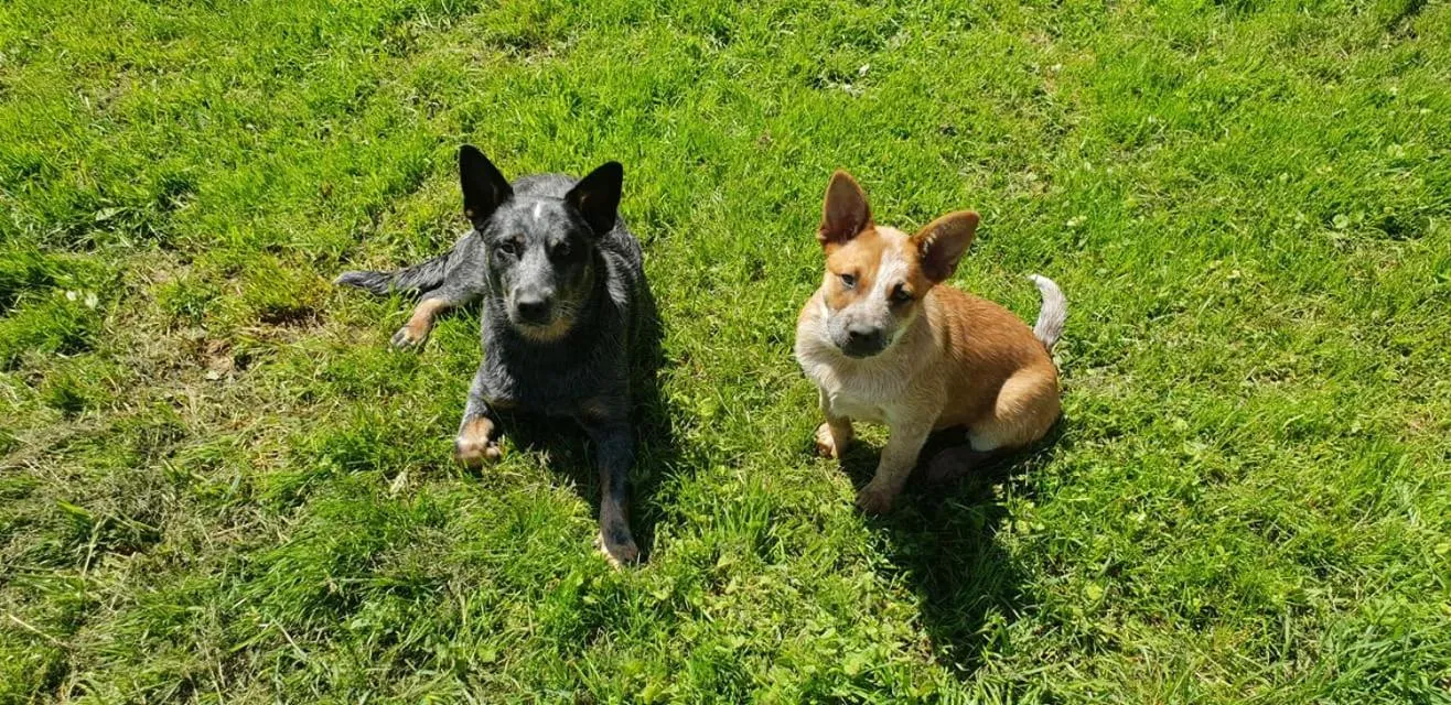 La Ferme de Sapharey