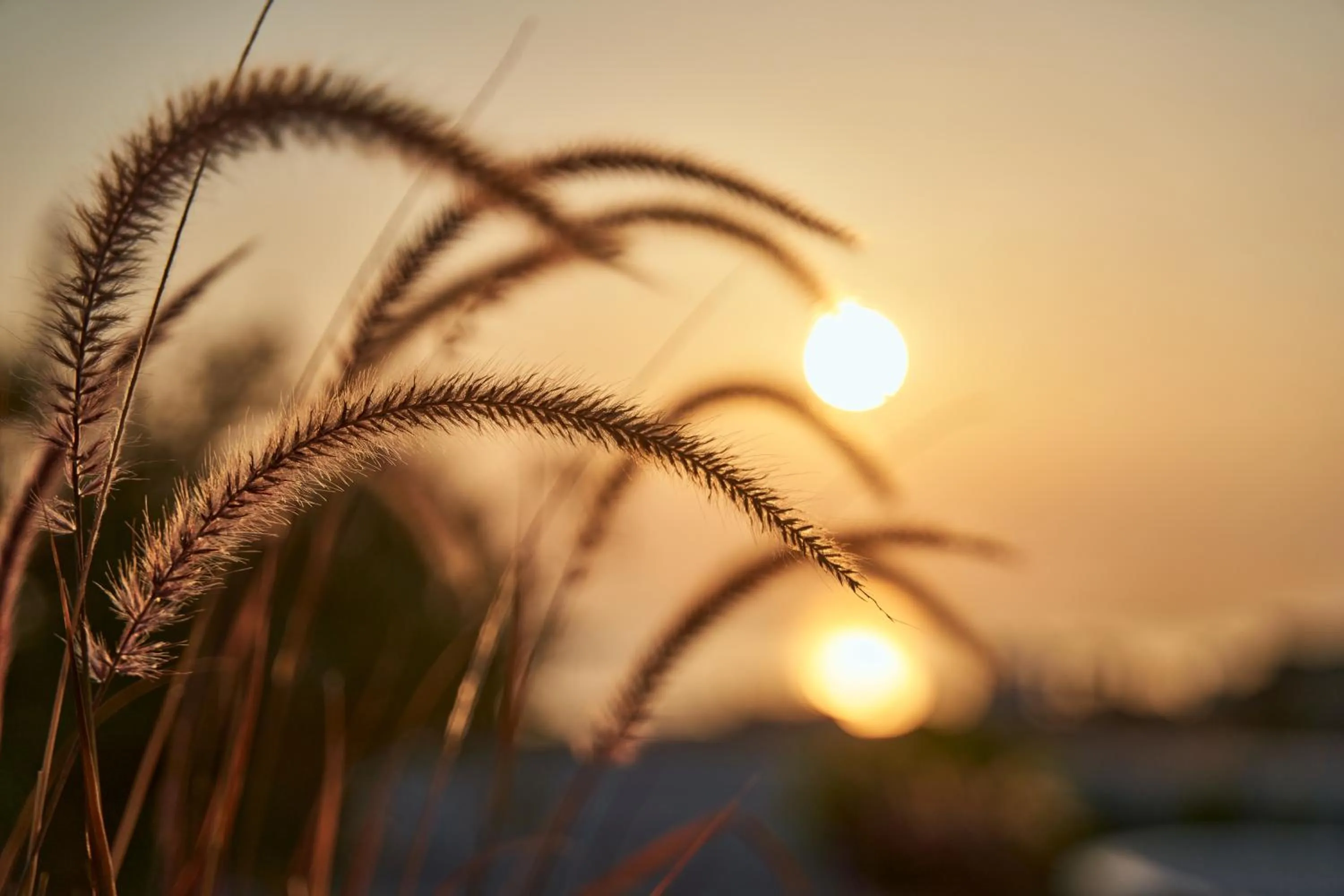 Swimming pool in Lilium Homes