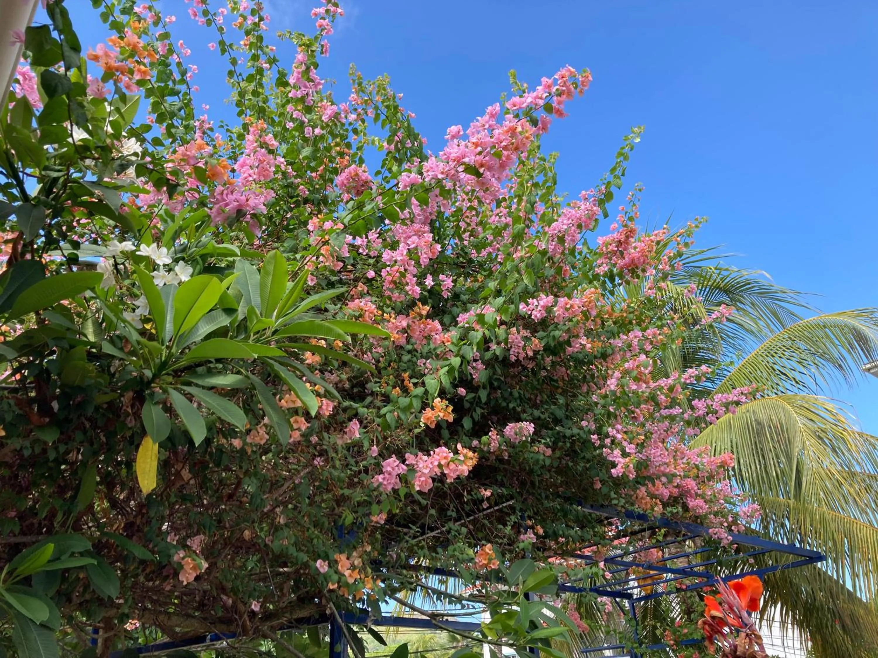 Garden in La Villa Therese