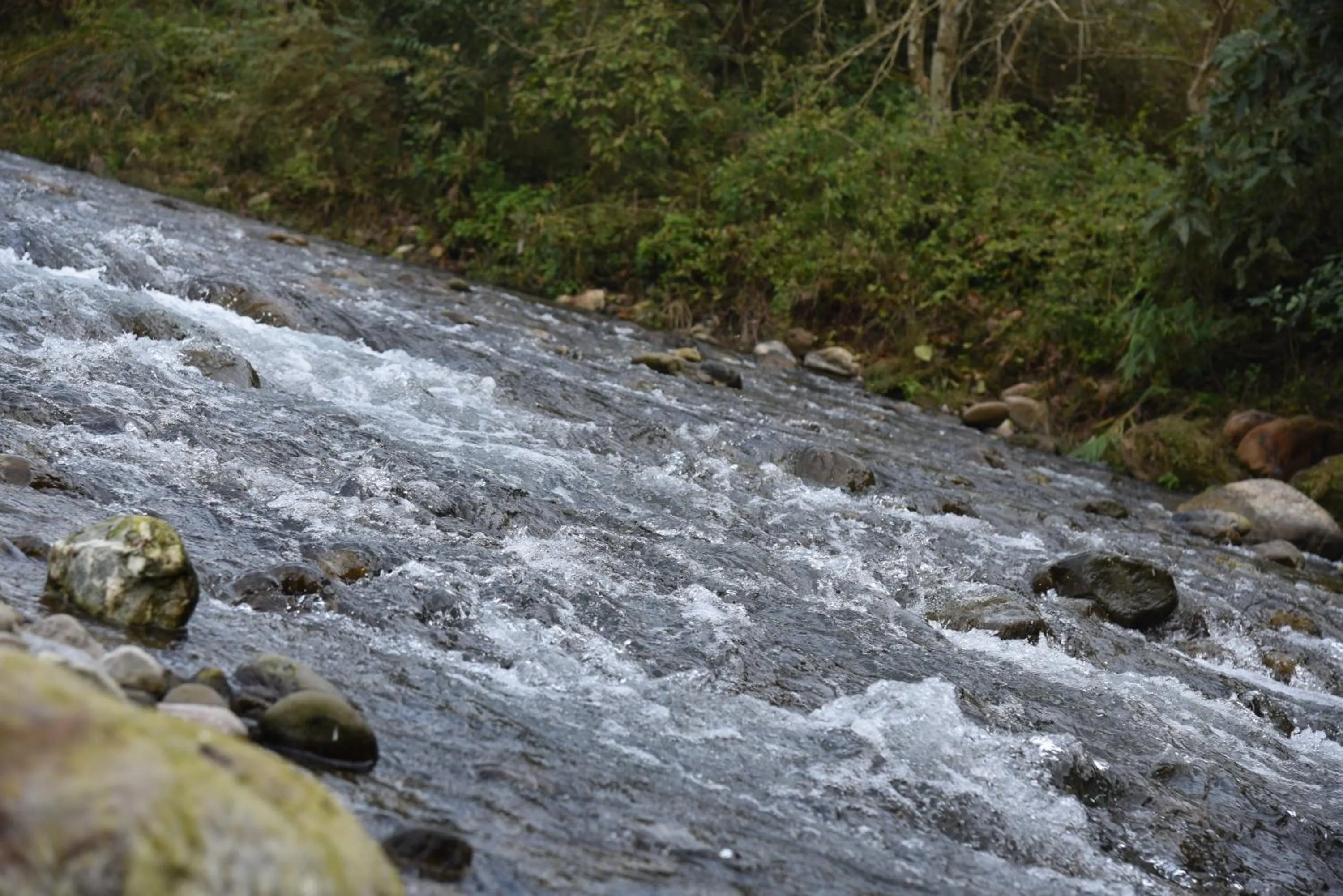 Natural landscape in Tree of Life Vanvilas Riveredge Corbett
