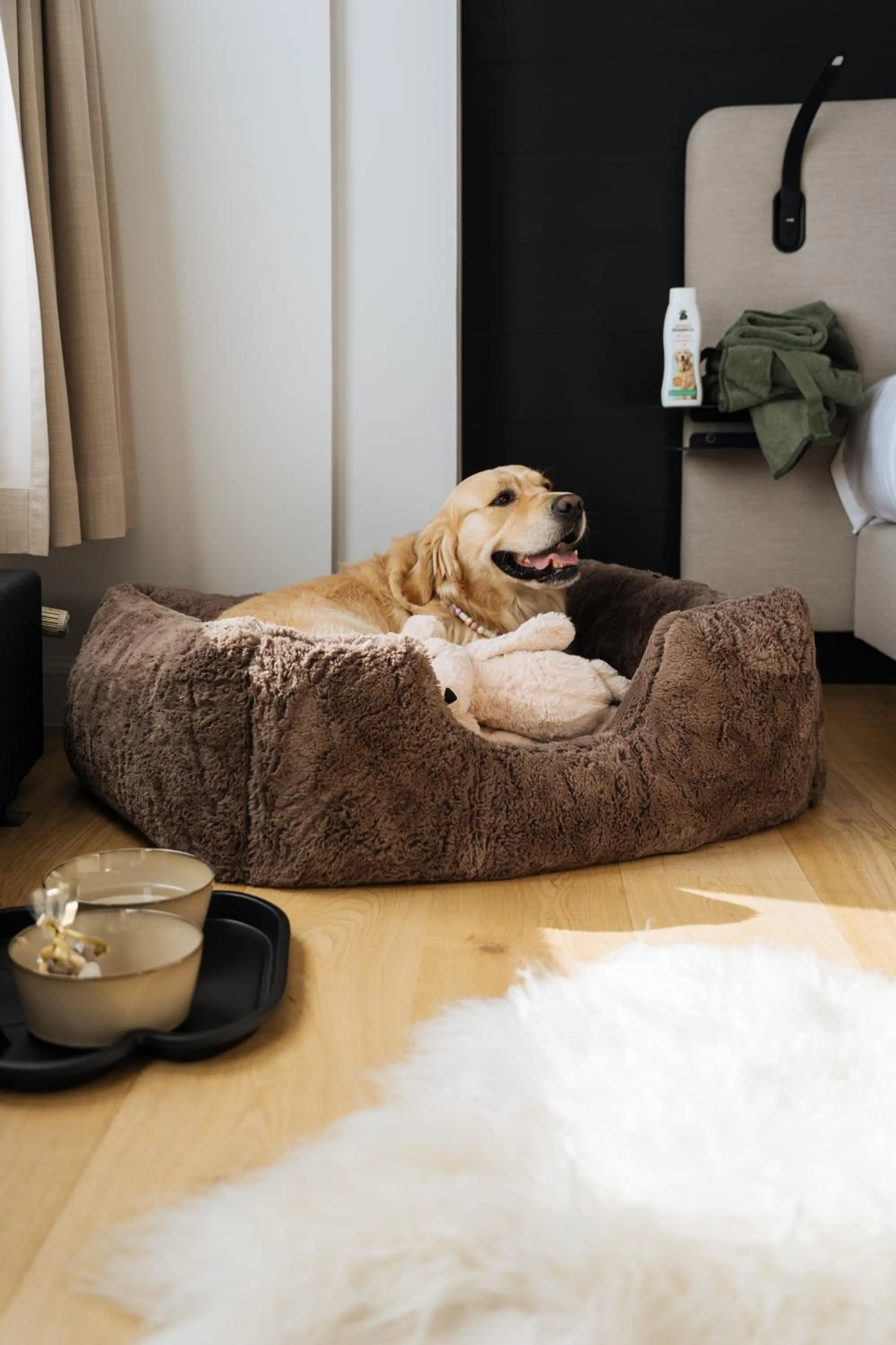 Pets in Boutique Hotel Azur