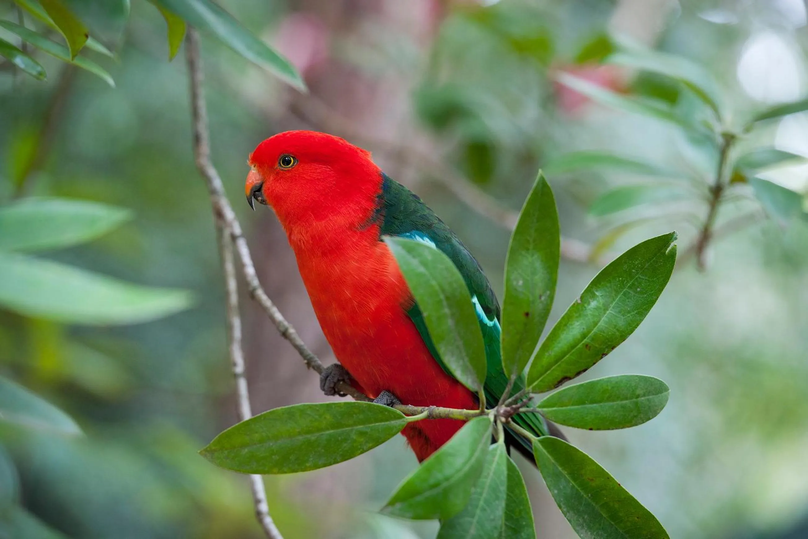 Animals in Linden Gardens Rainforest Retreat