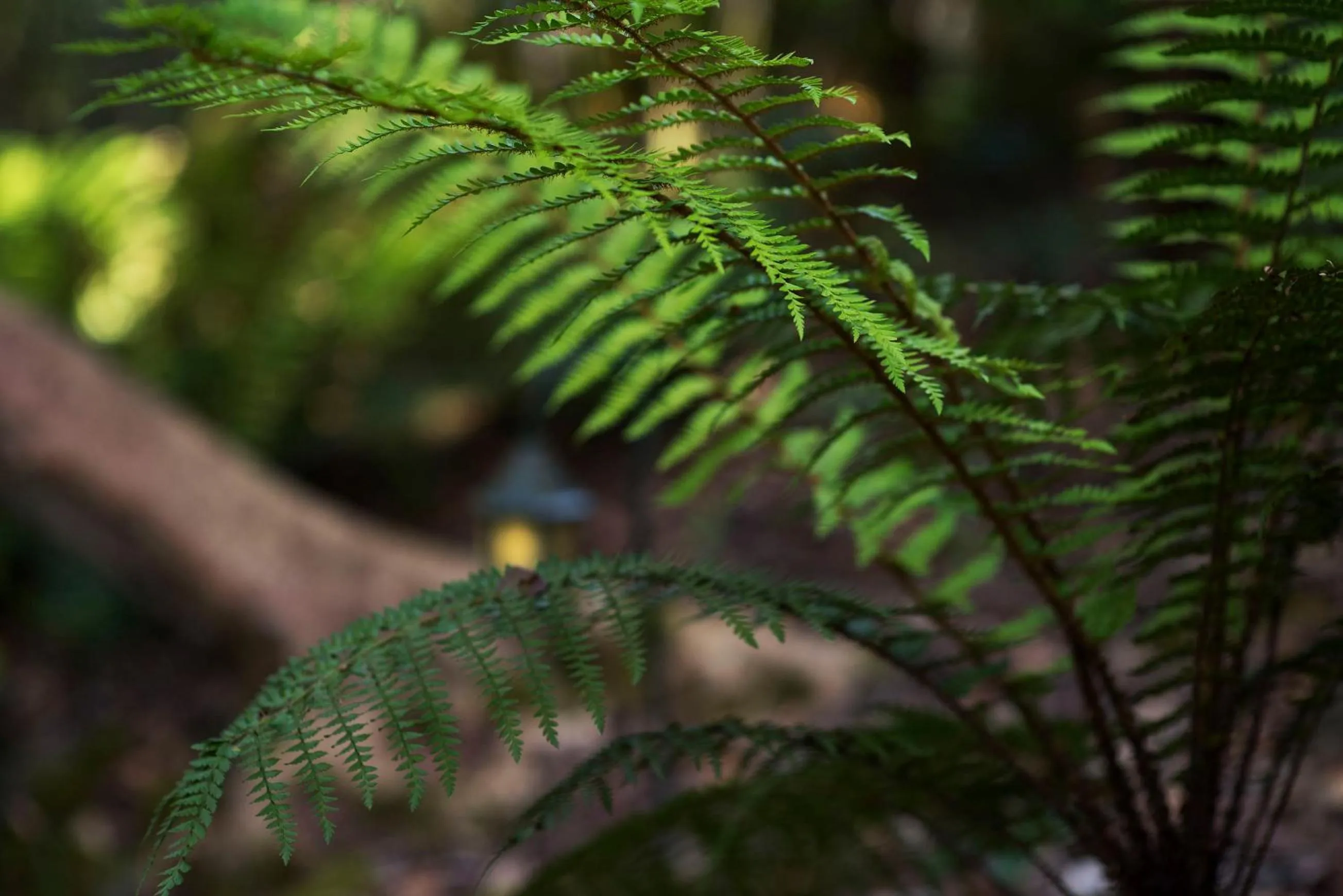 Natural landscape in Linden Gardens Rainforest Retreat