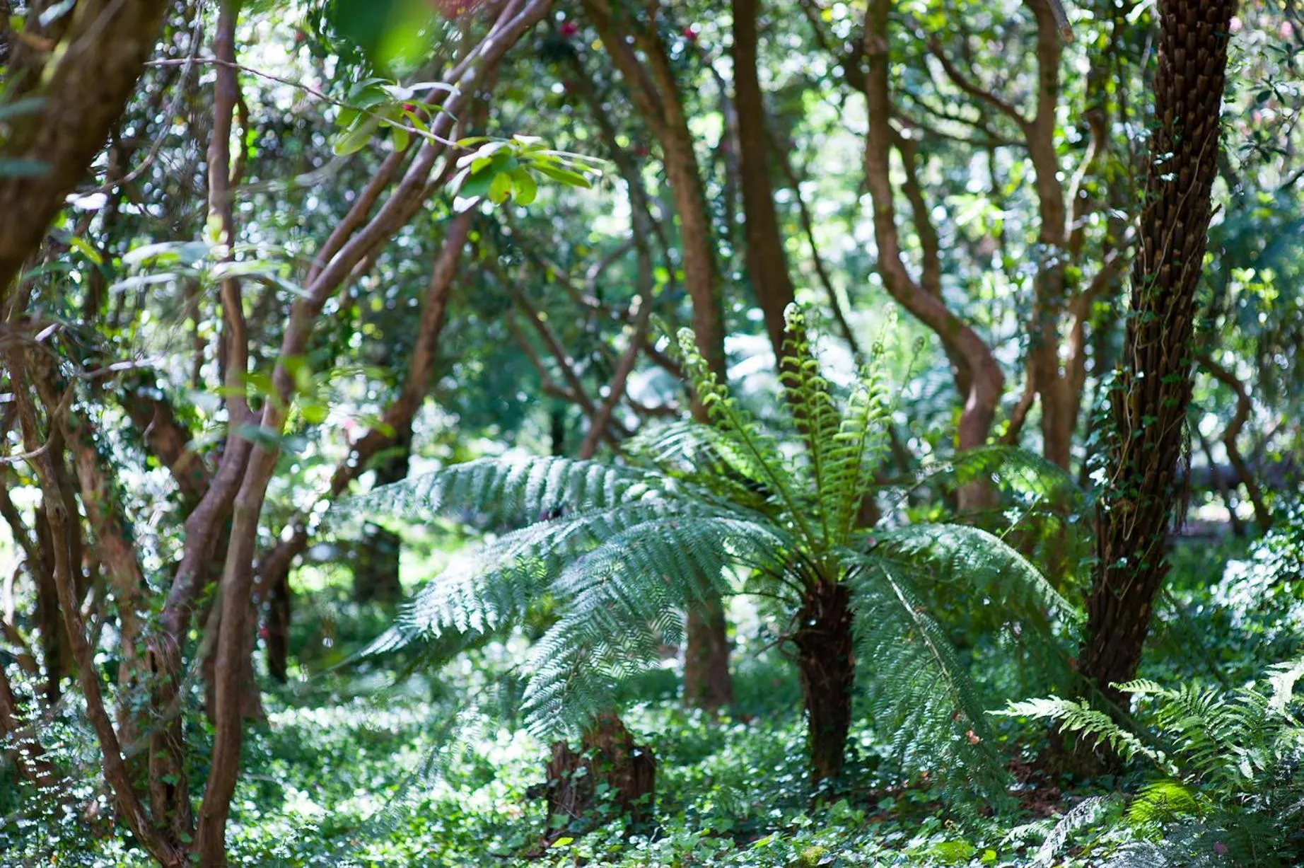 Natural landscape in Linden Gardens Rainforest Retreat