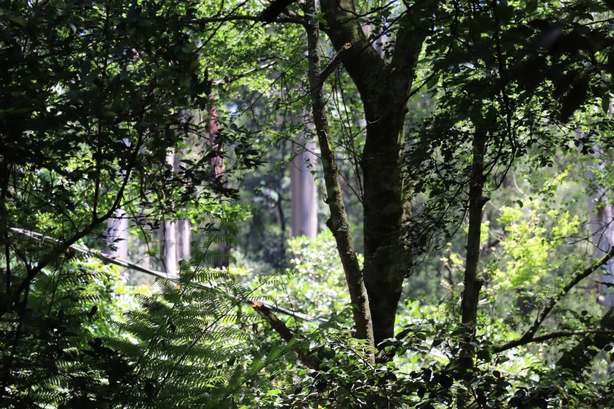 Property building in Linden Gardens Rainforest Retreat