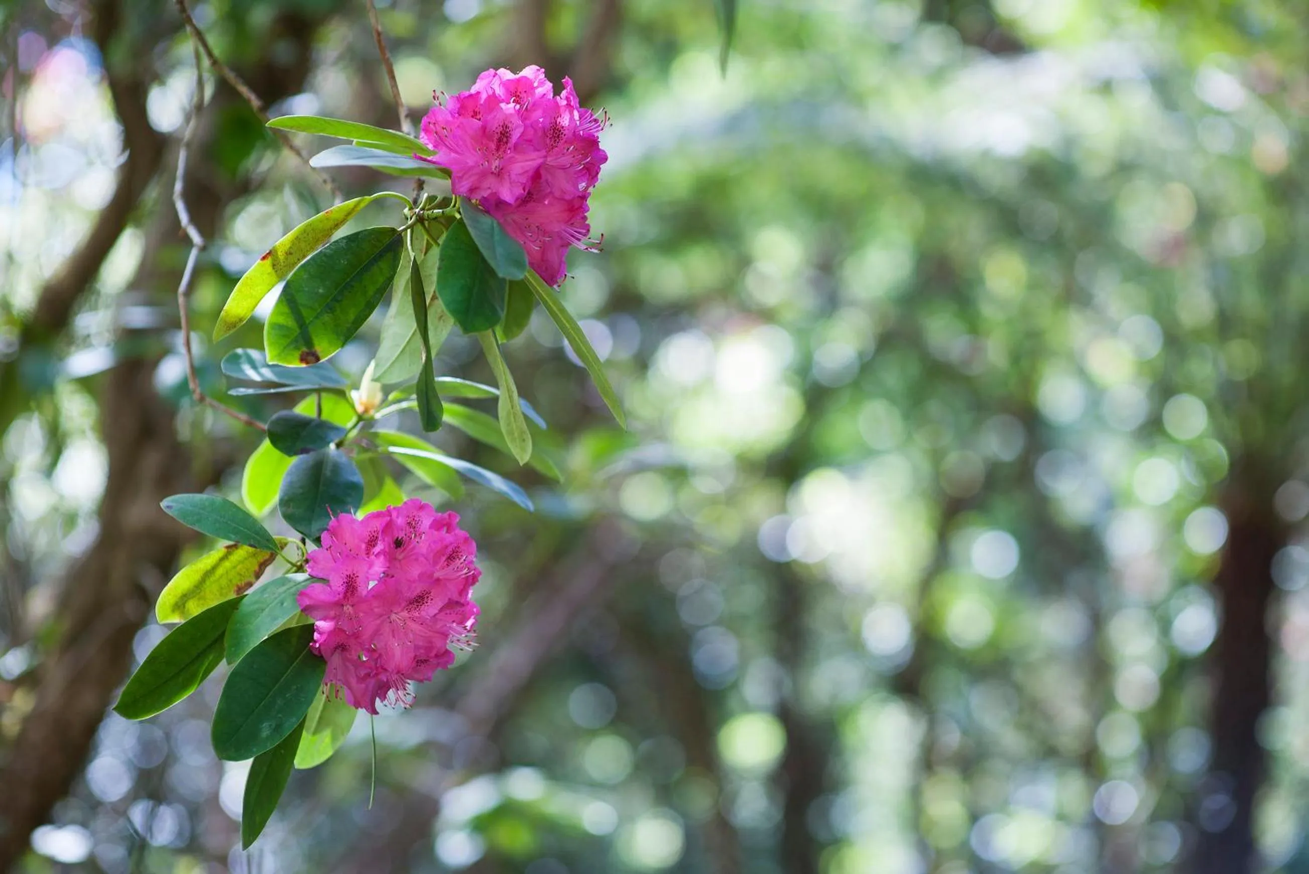 Garden in Linden Gardens Rainforest Retreat