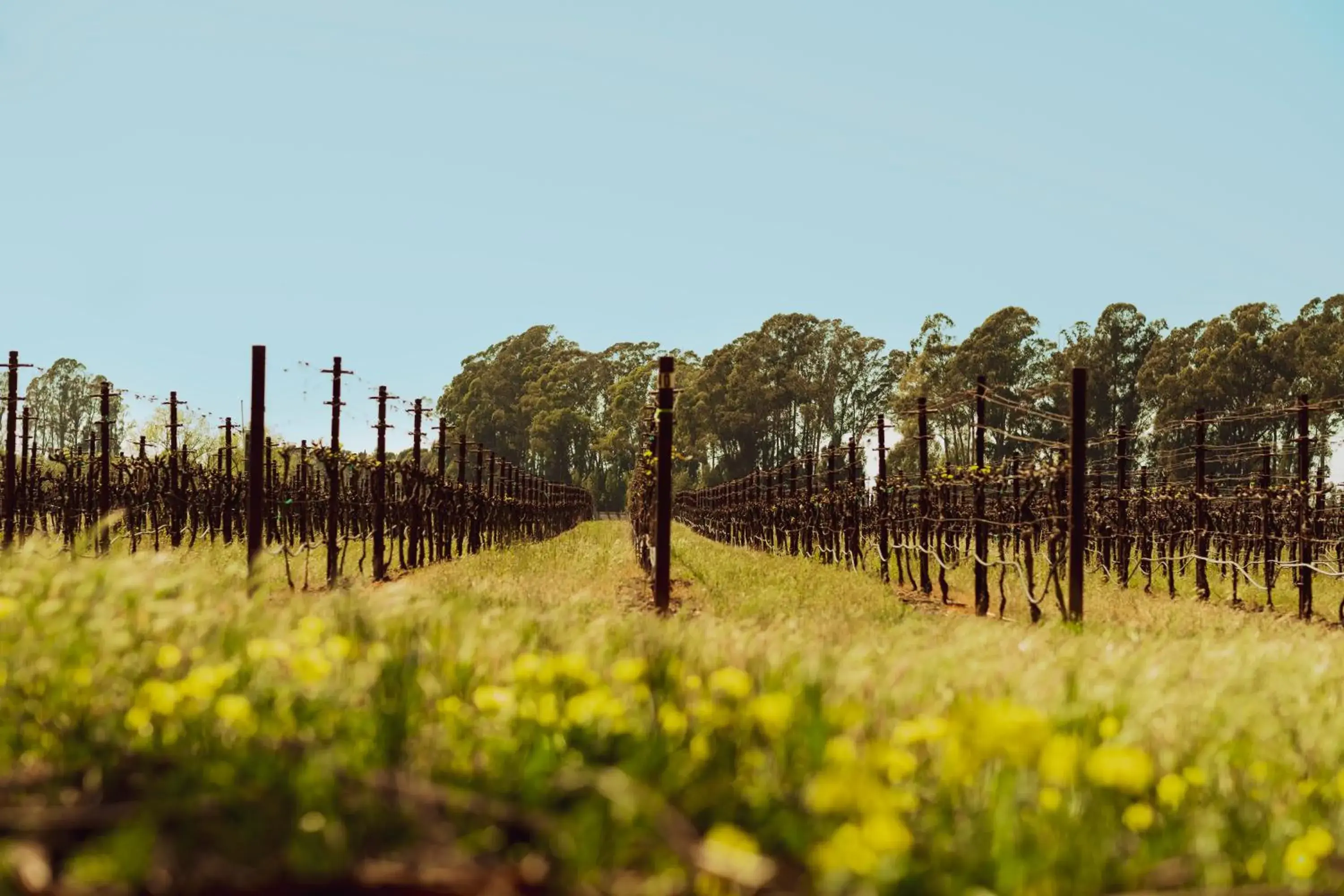 View (from property/room) in Stanly Ranch, Auberge Collection View (from property/room) in Stanly Ranch, Auberge Collection