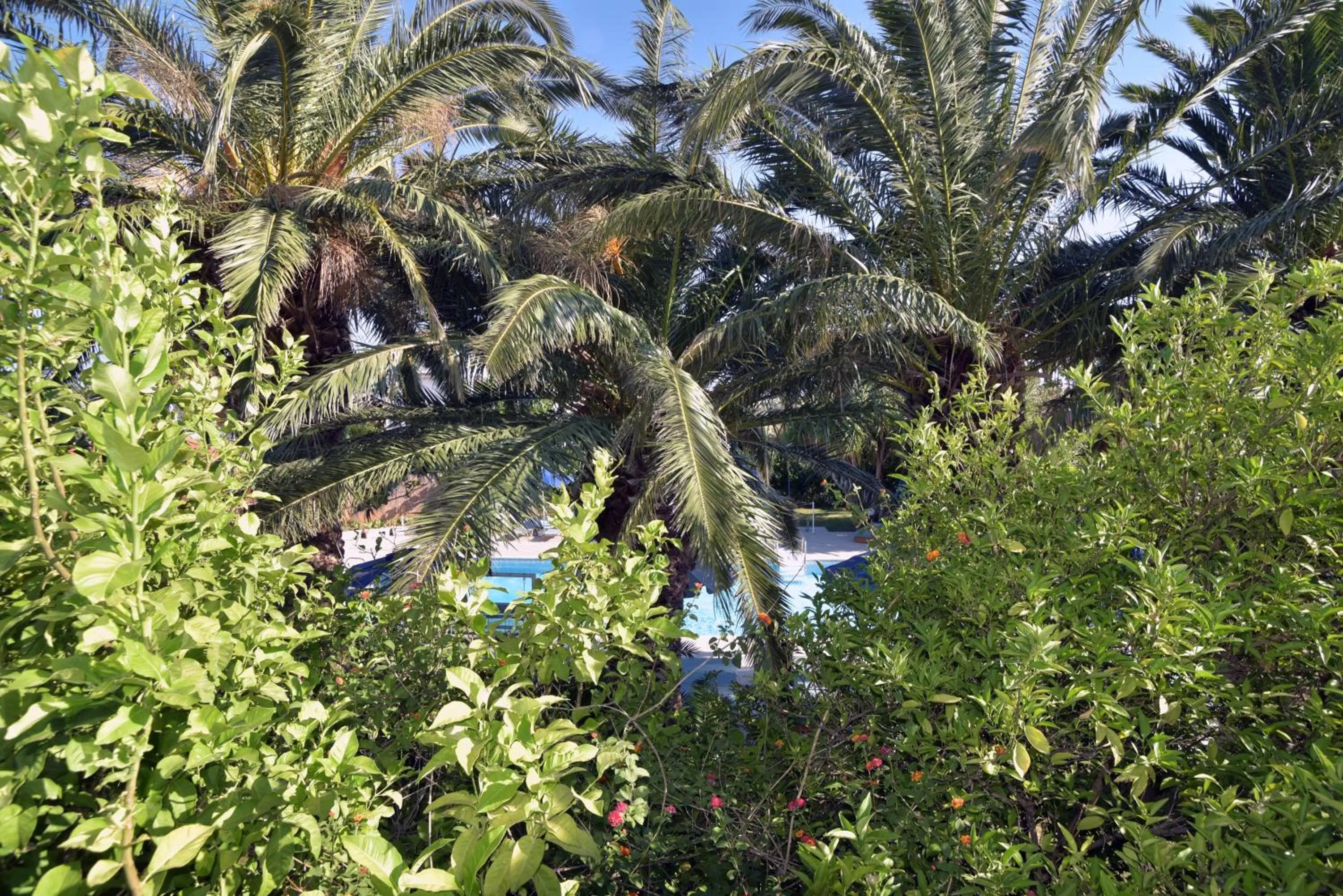 Garden view in Anna Studios