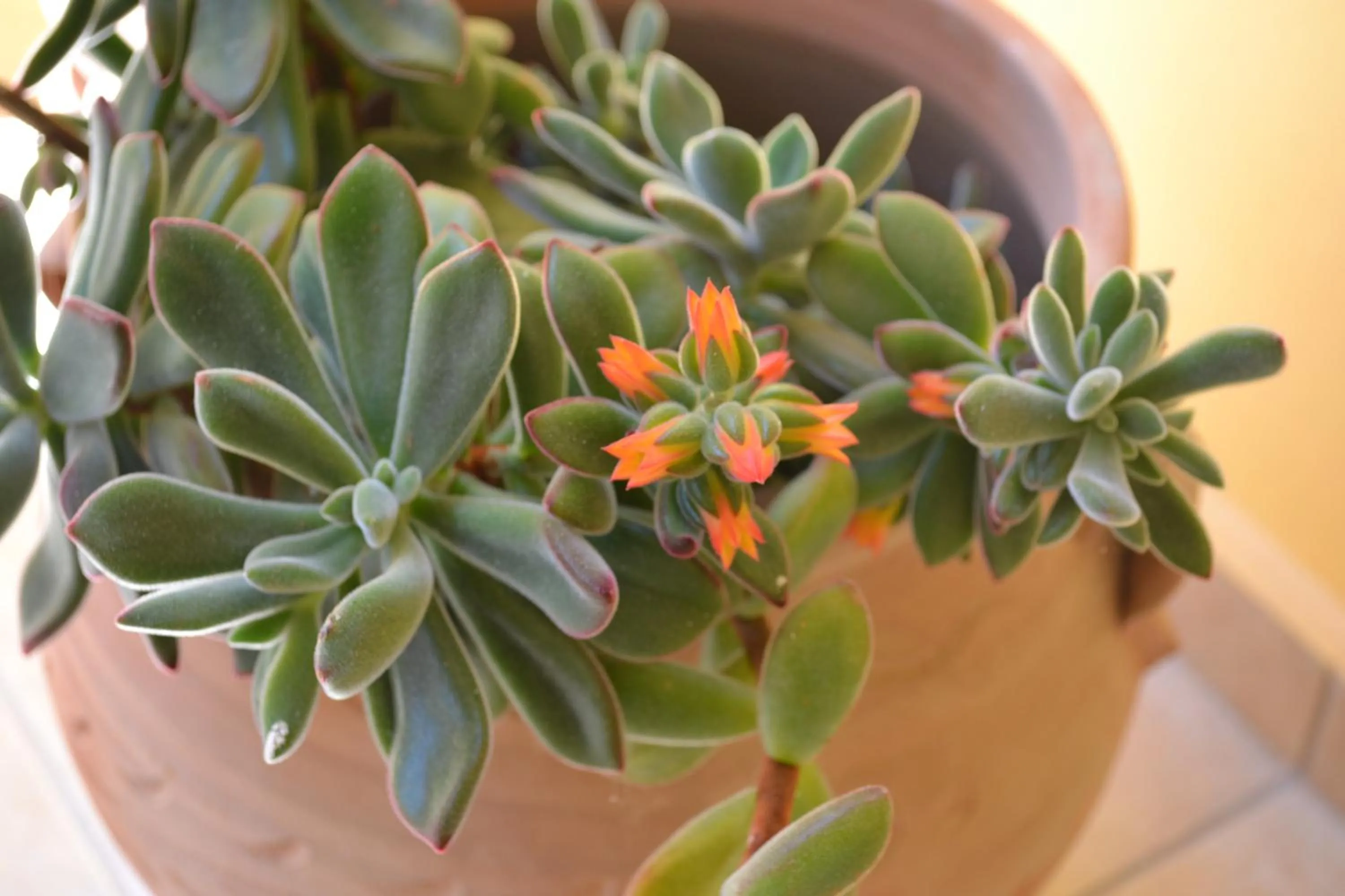 Garden in Kalyves Bay