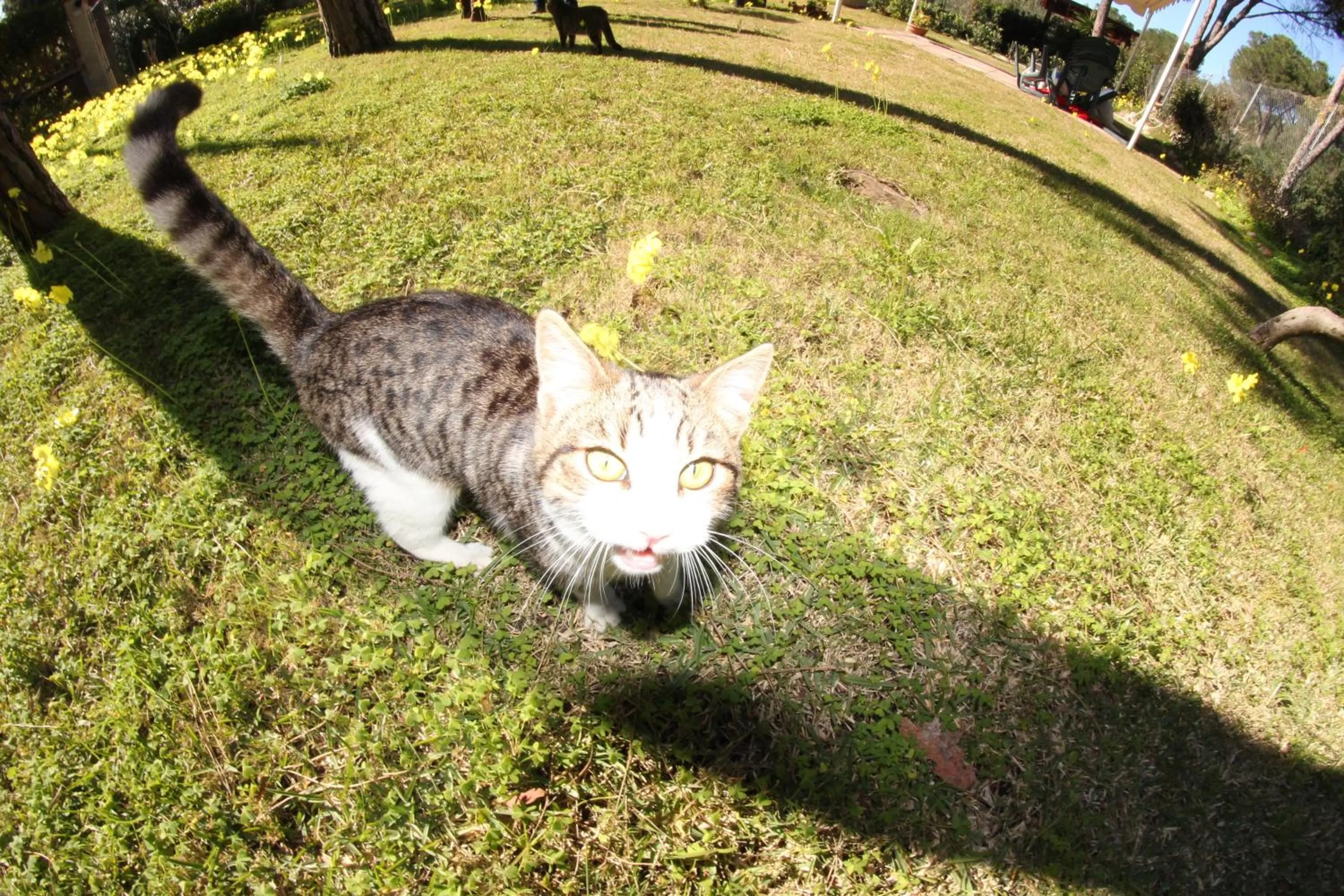 Animals in Villa Margherita Suite & charme