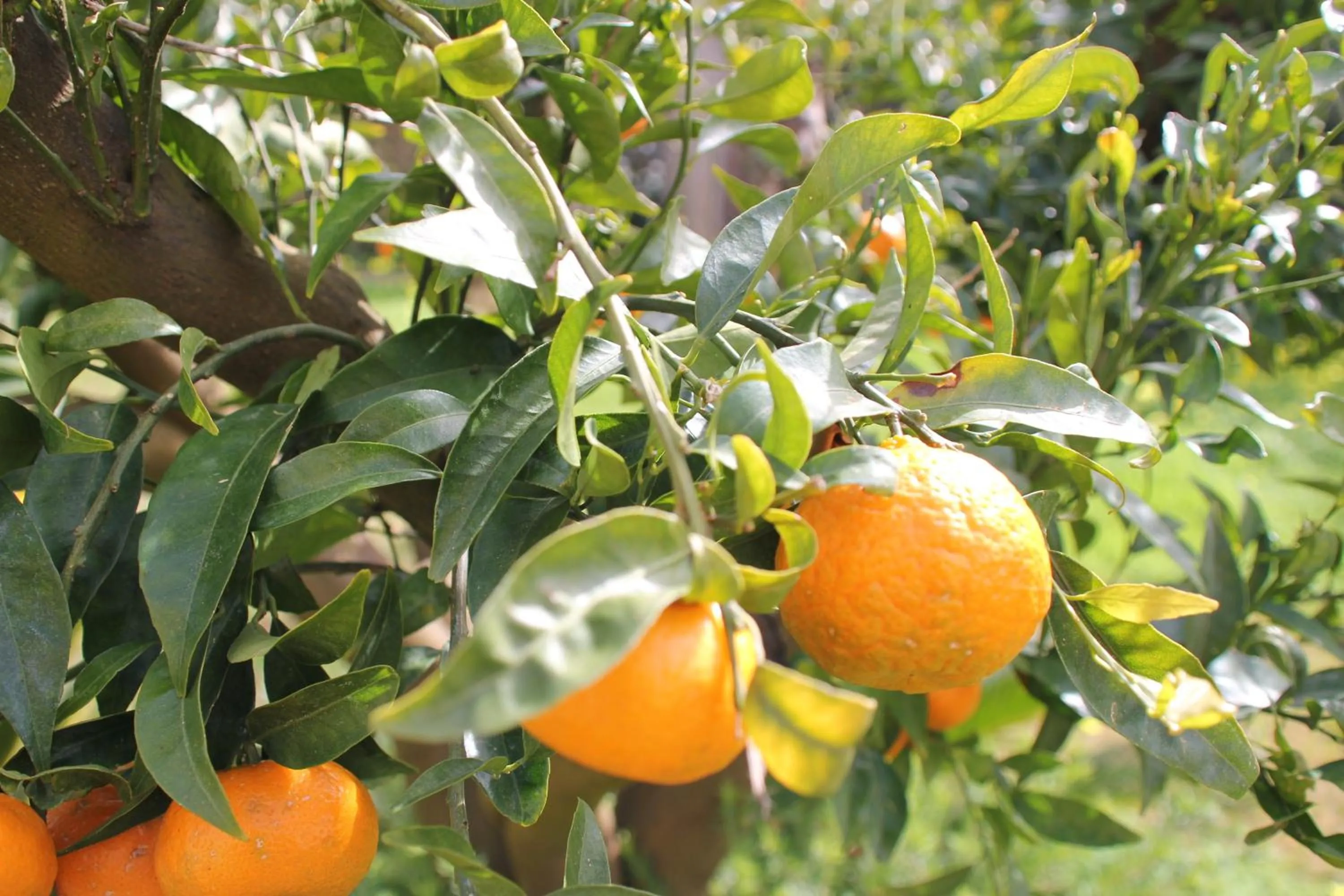 Garden in Villa Margherita Suite & charme