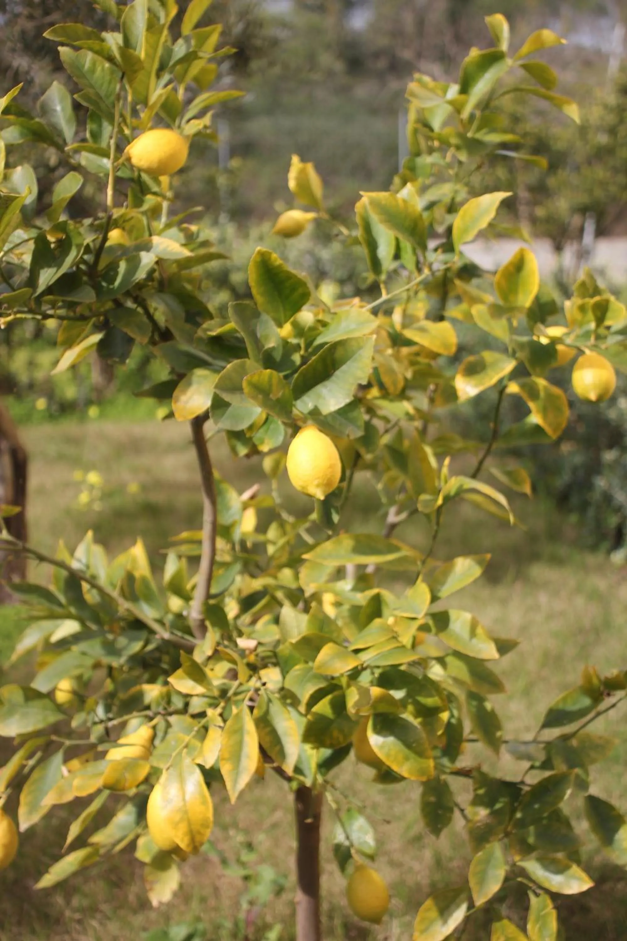 Garden in Villa Margherita Suite & charme