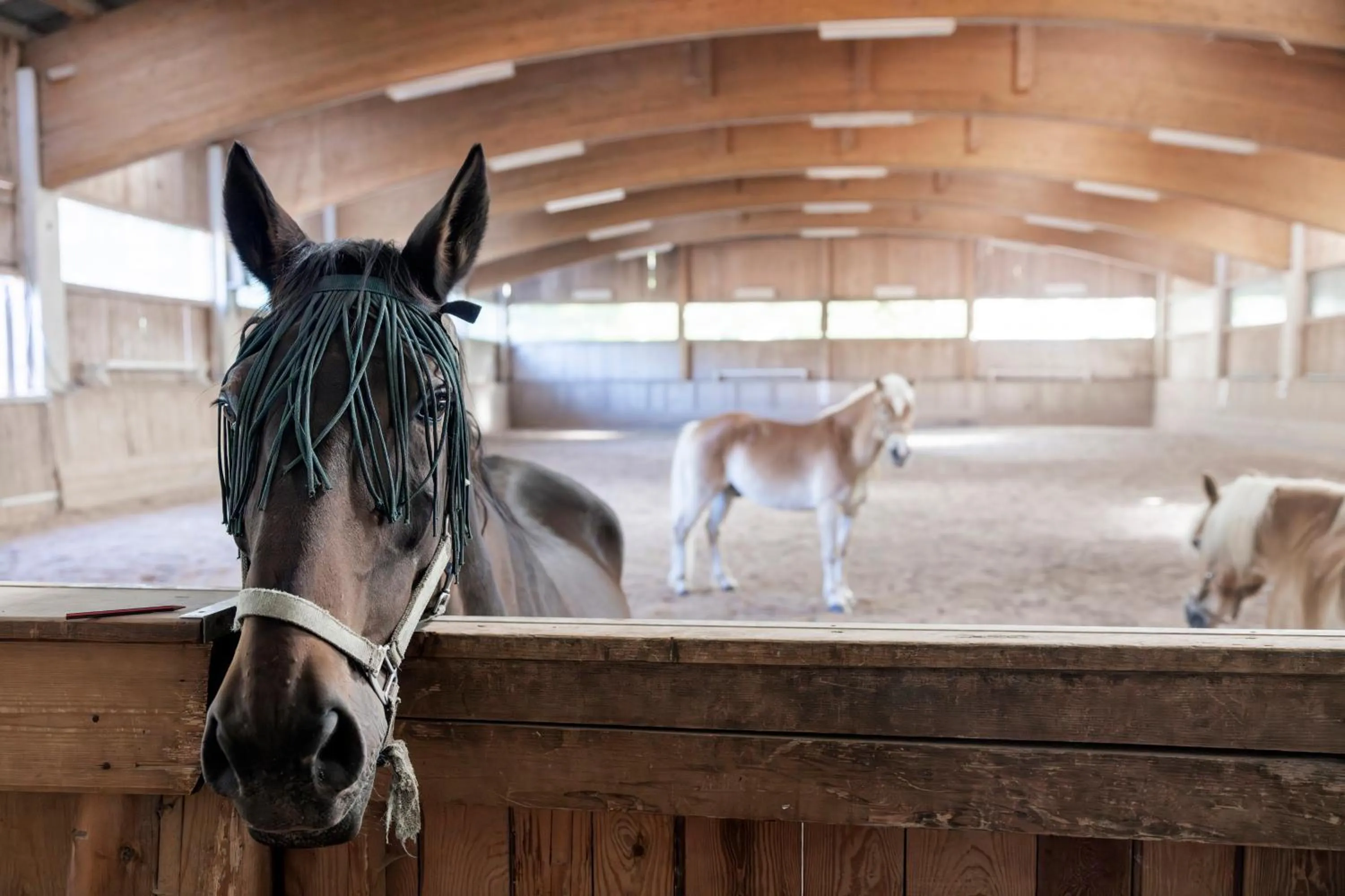 Activities in Narzissendorf Zloam - Ferien & Abenteuer am Grundlsee