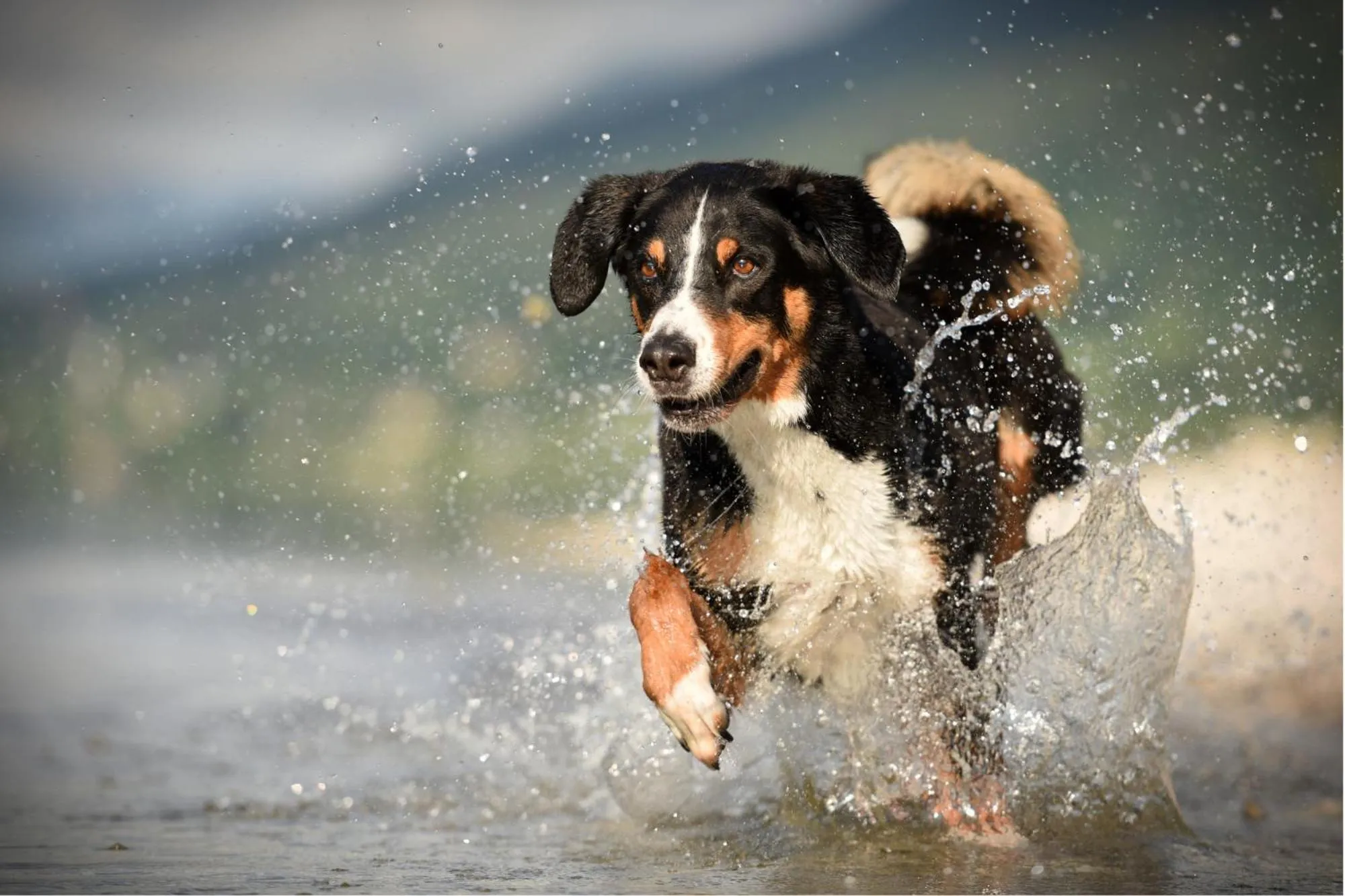 Animals in Narzissendorf Zloam - Ferien & Abenteuer am Grundlsee
