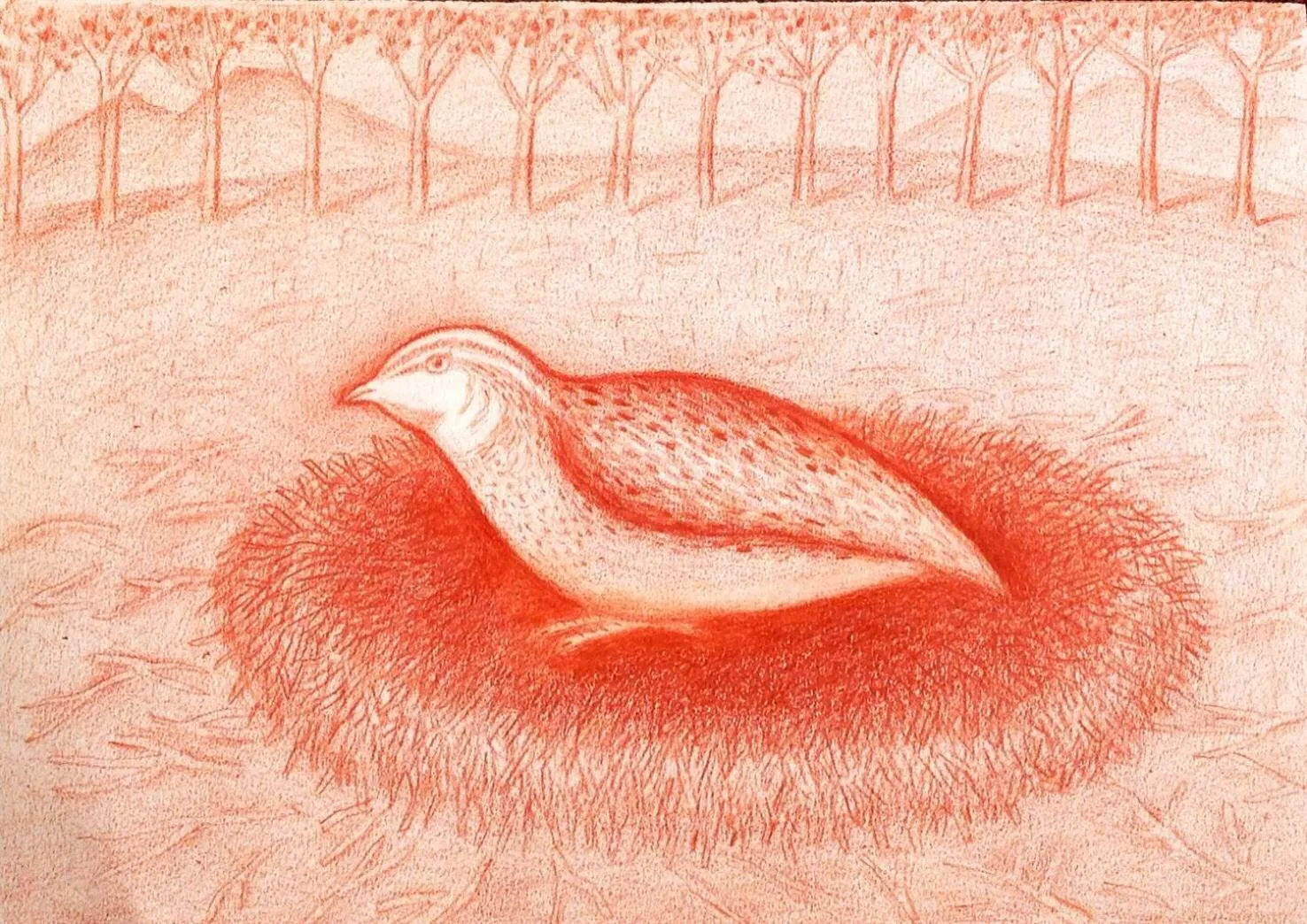 Property logo or sign in Il Nido della Quaglia b&b - Jaba mia House LT