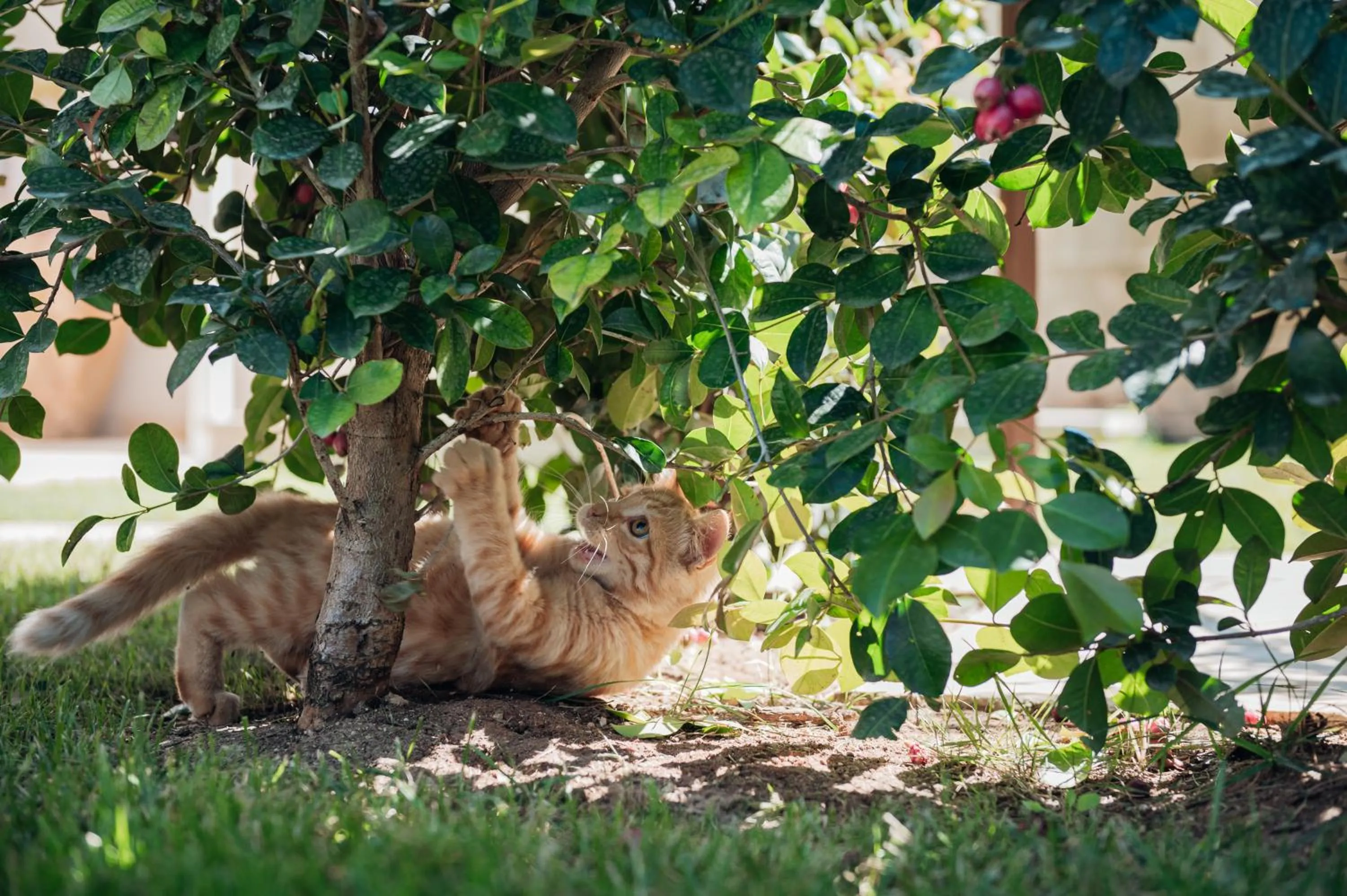 Garden view in Masseria Longa Boutique Hotel