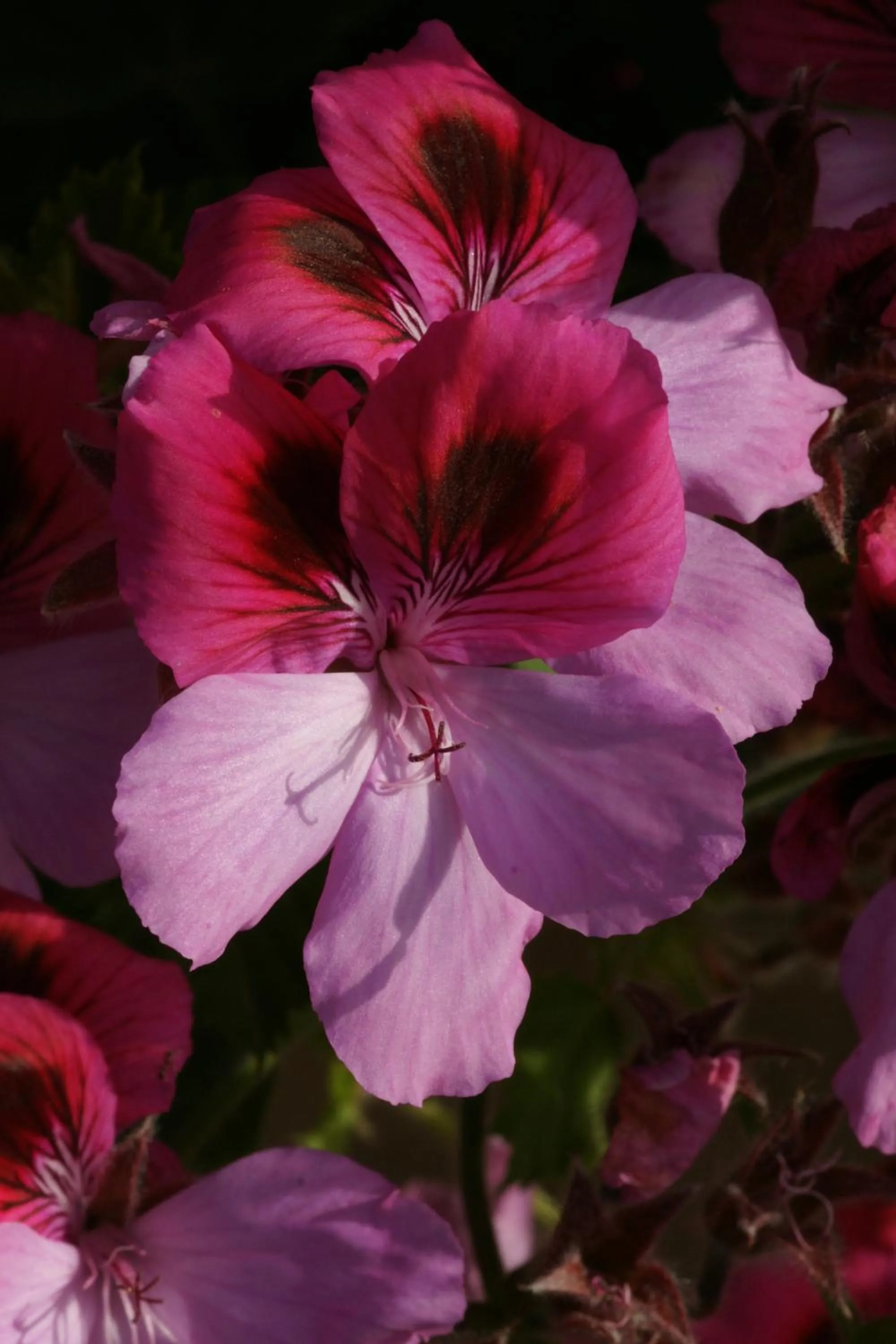 Decorative detail in Petit Hotel Alaro