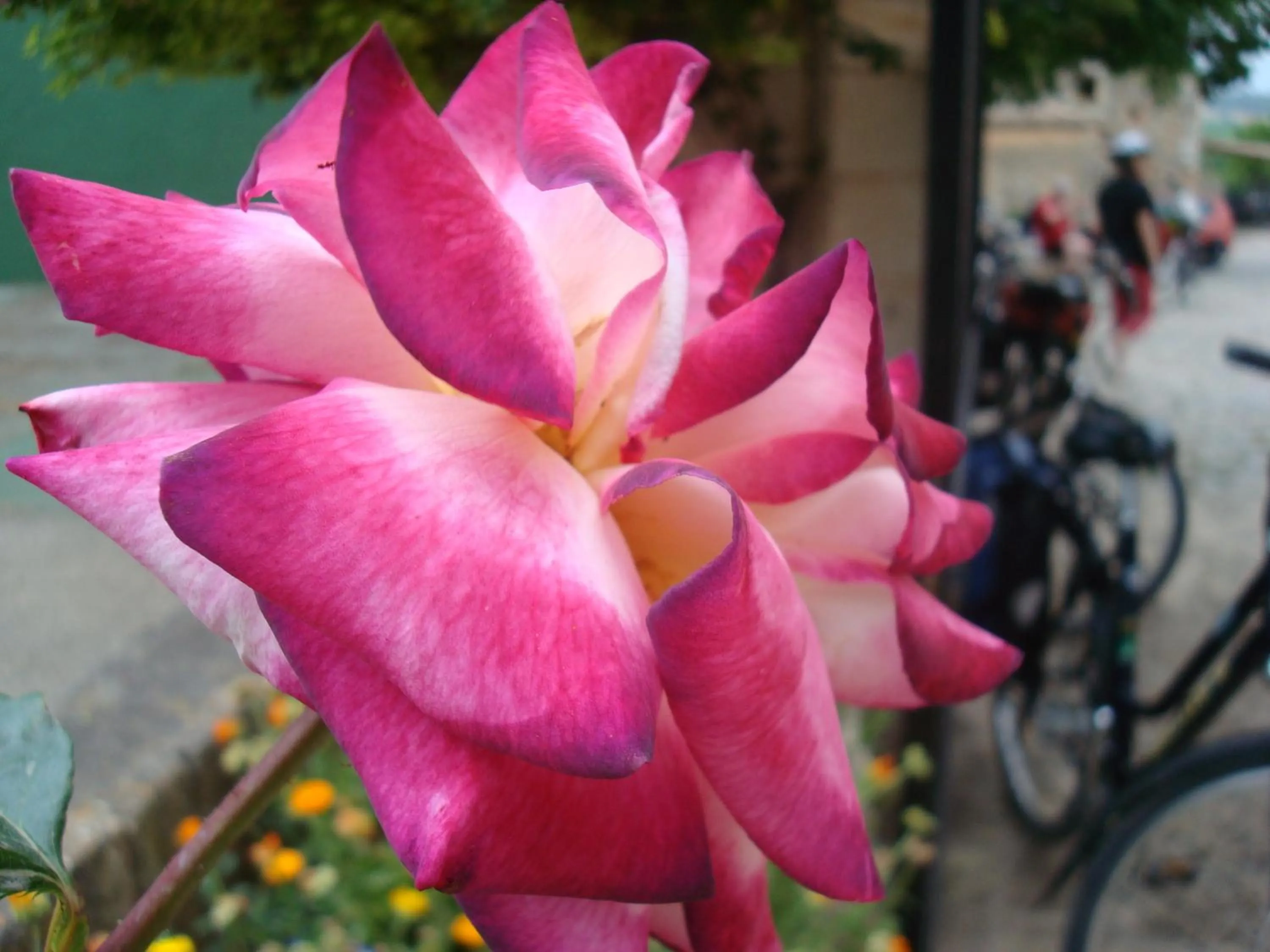 Decorative detail in Petit Hotel Alaro