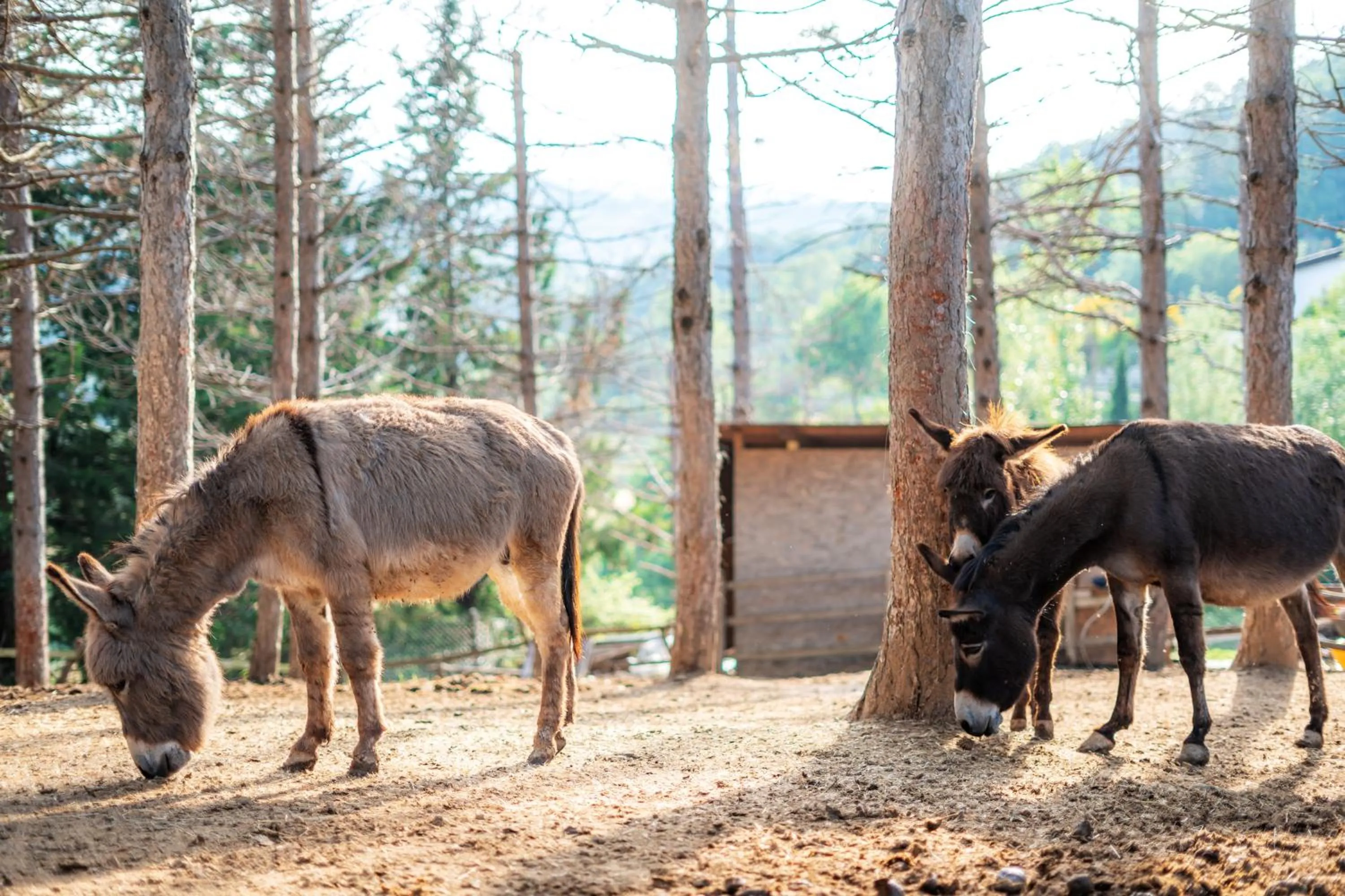 Animals in La Valle Dei Caprioli Village Bungalow Park - Freelandia Azienda Agricola