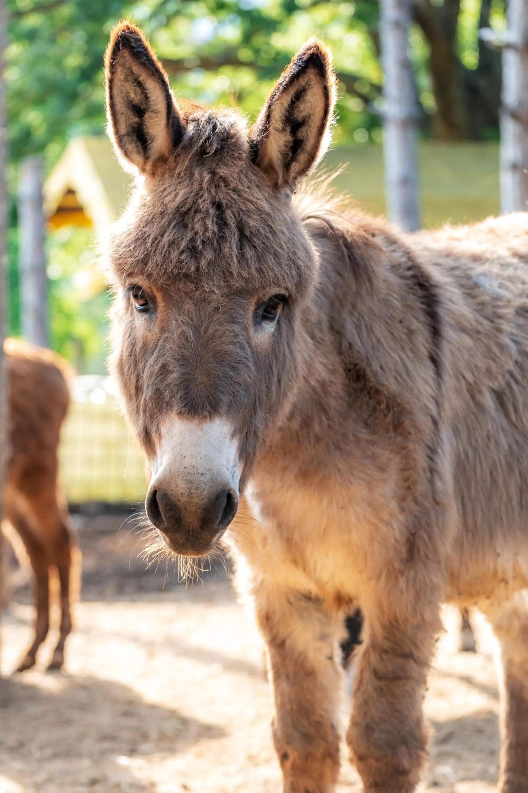 Animals in La Valle Dei Caprioli Village Bungalow Park - Freelandia Azienda Agricola