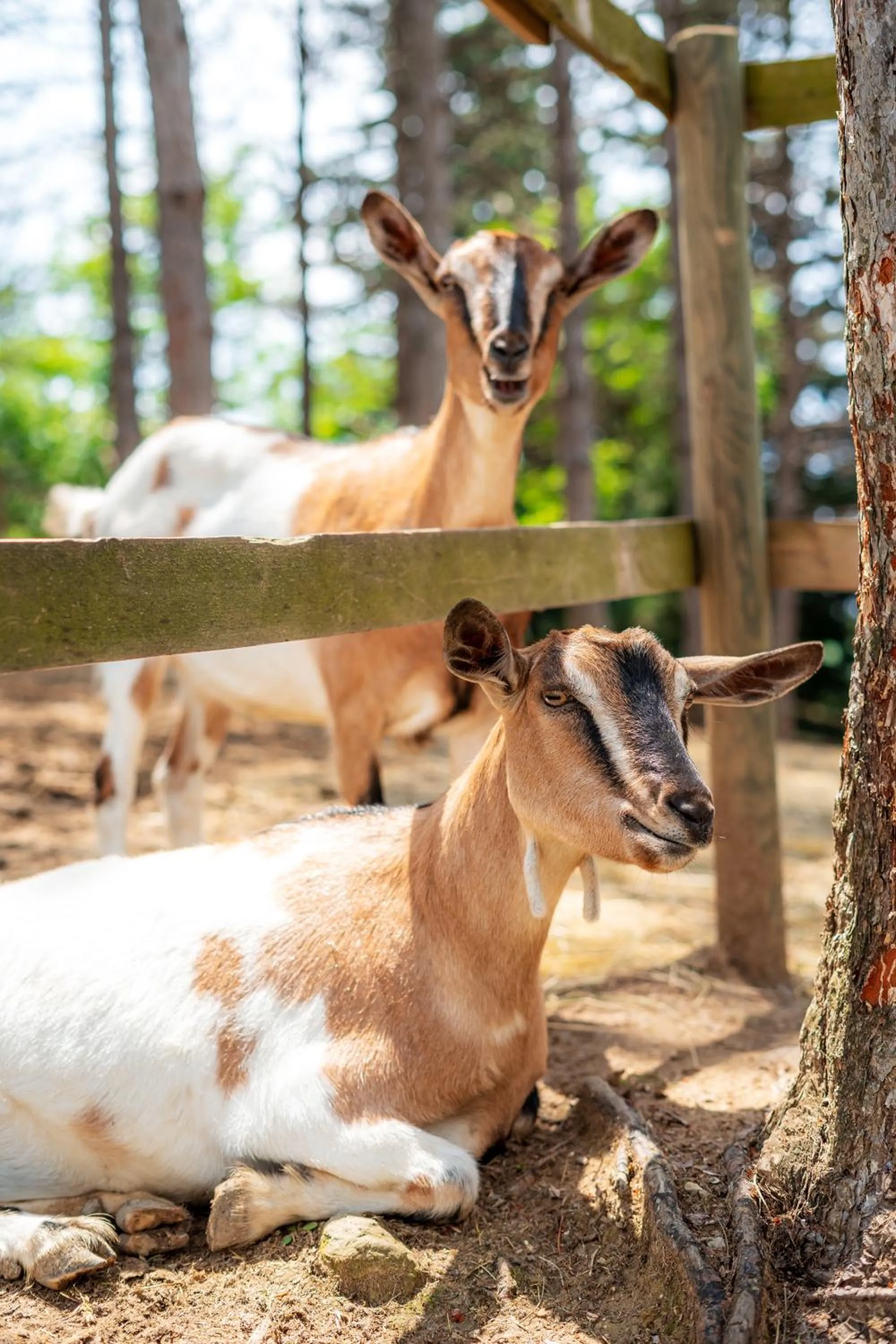 Animals in La Valle Dei Caprioli Village Bungalow Park - Freelandia Azienda Agricola