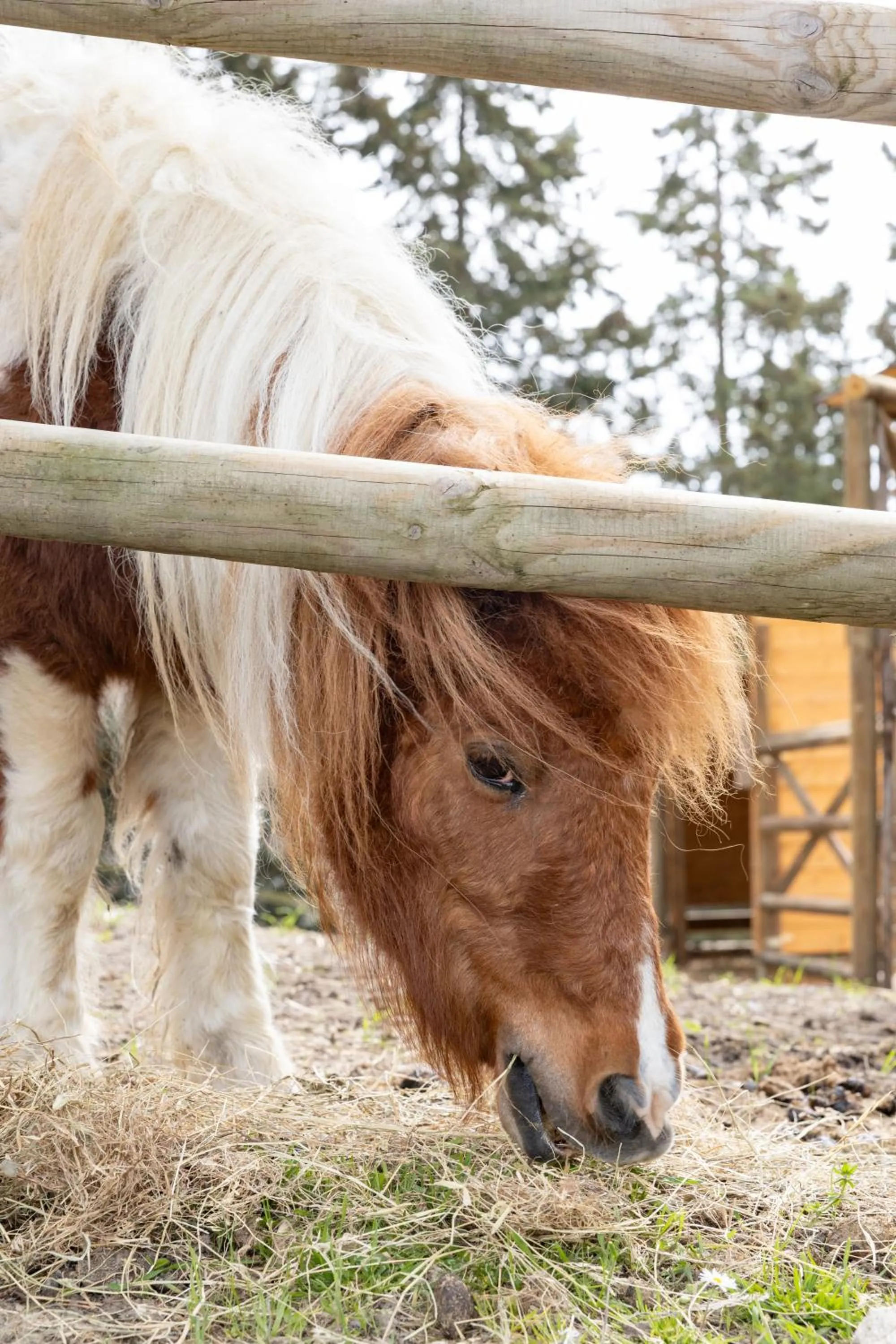 Animals in La Valle Dei Caprioli Village Bungalow Park - Freelandia Azienda Agricola