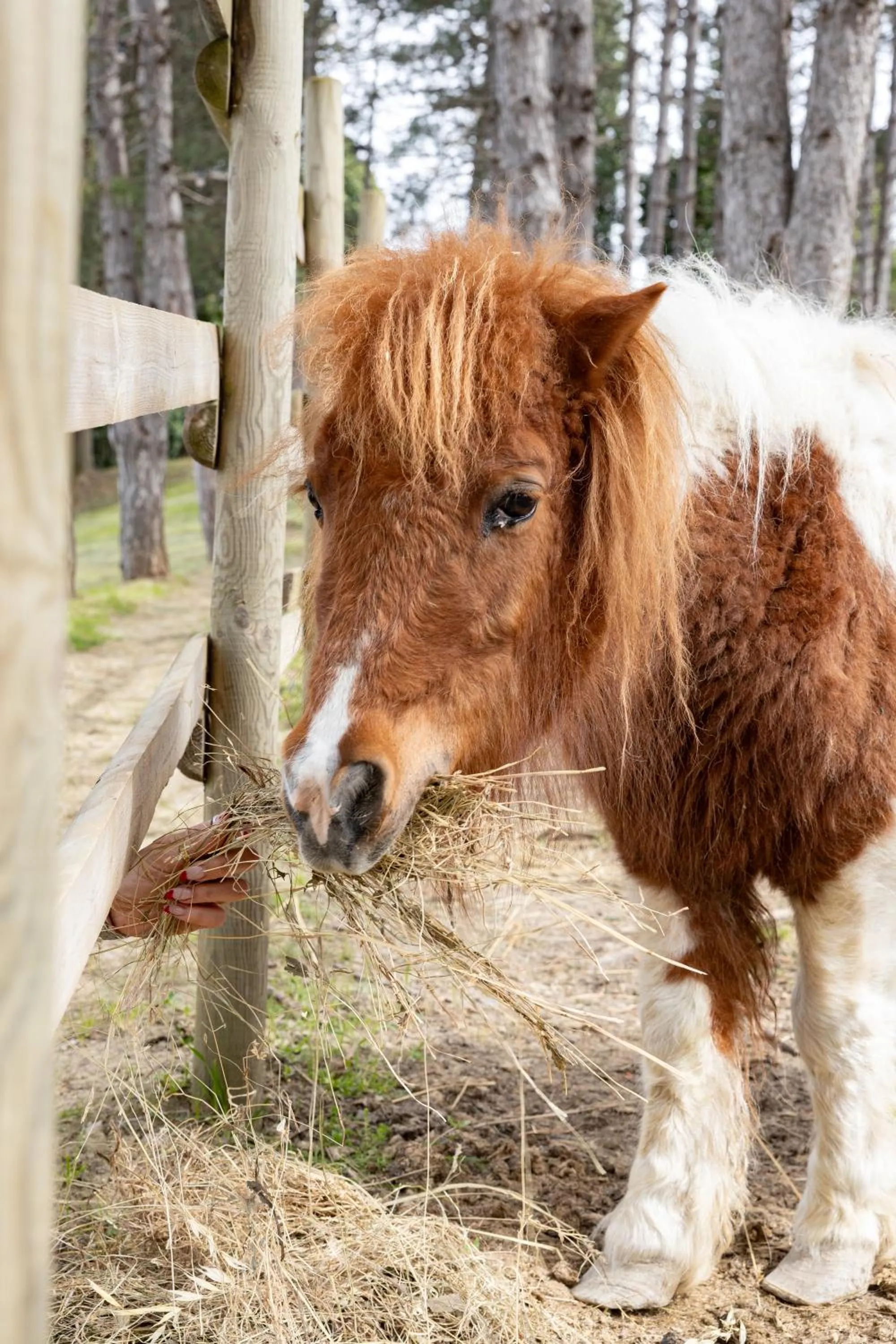 Animals in La Valle Dei Caprioli Village Bungalow Park - Freelandia Azienda Agricola