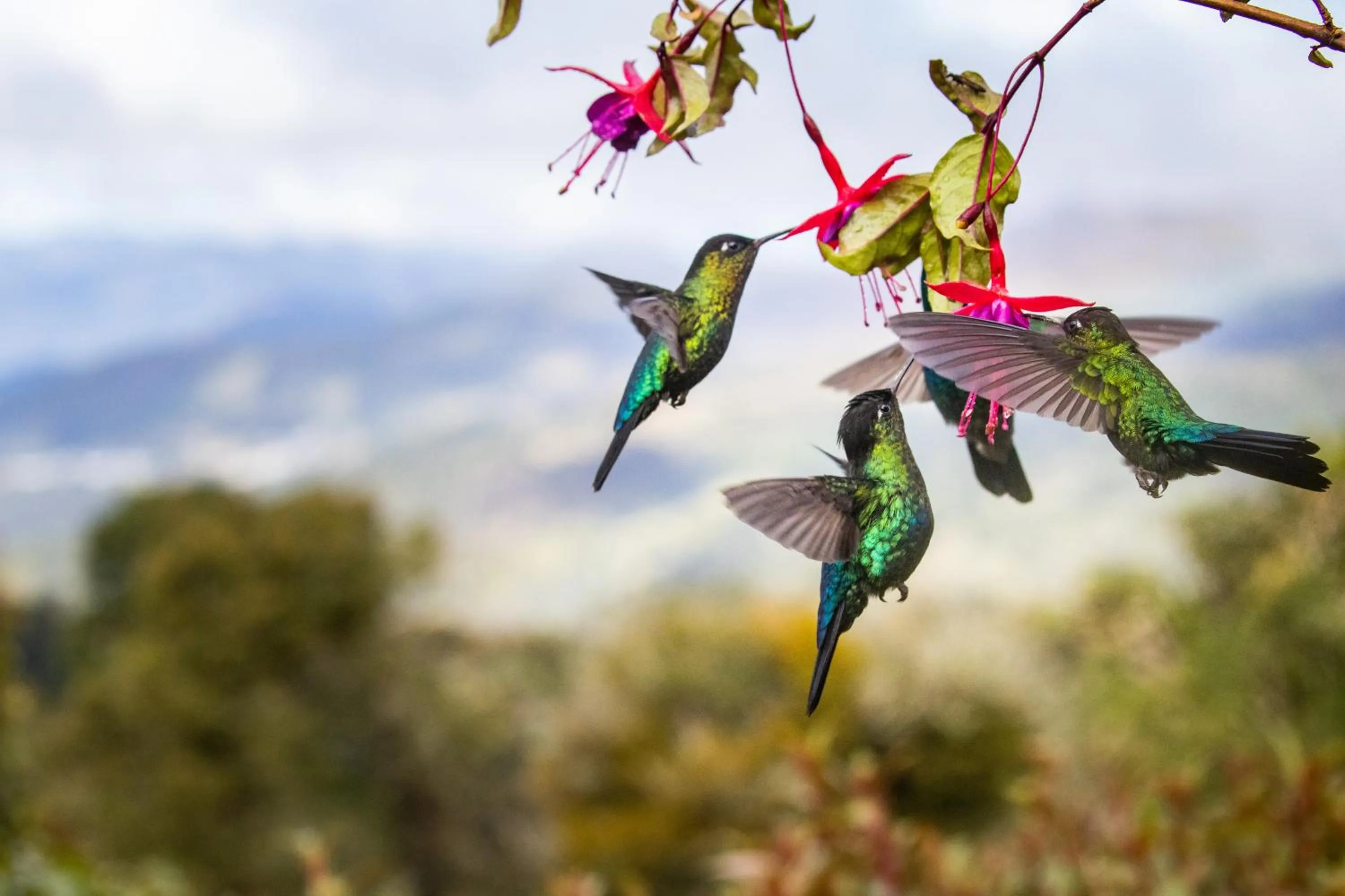 Natural landscape in Paraíso Quetzal Lodge