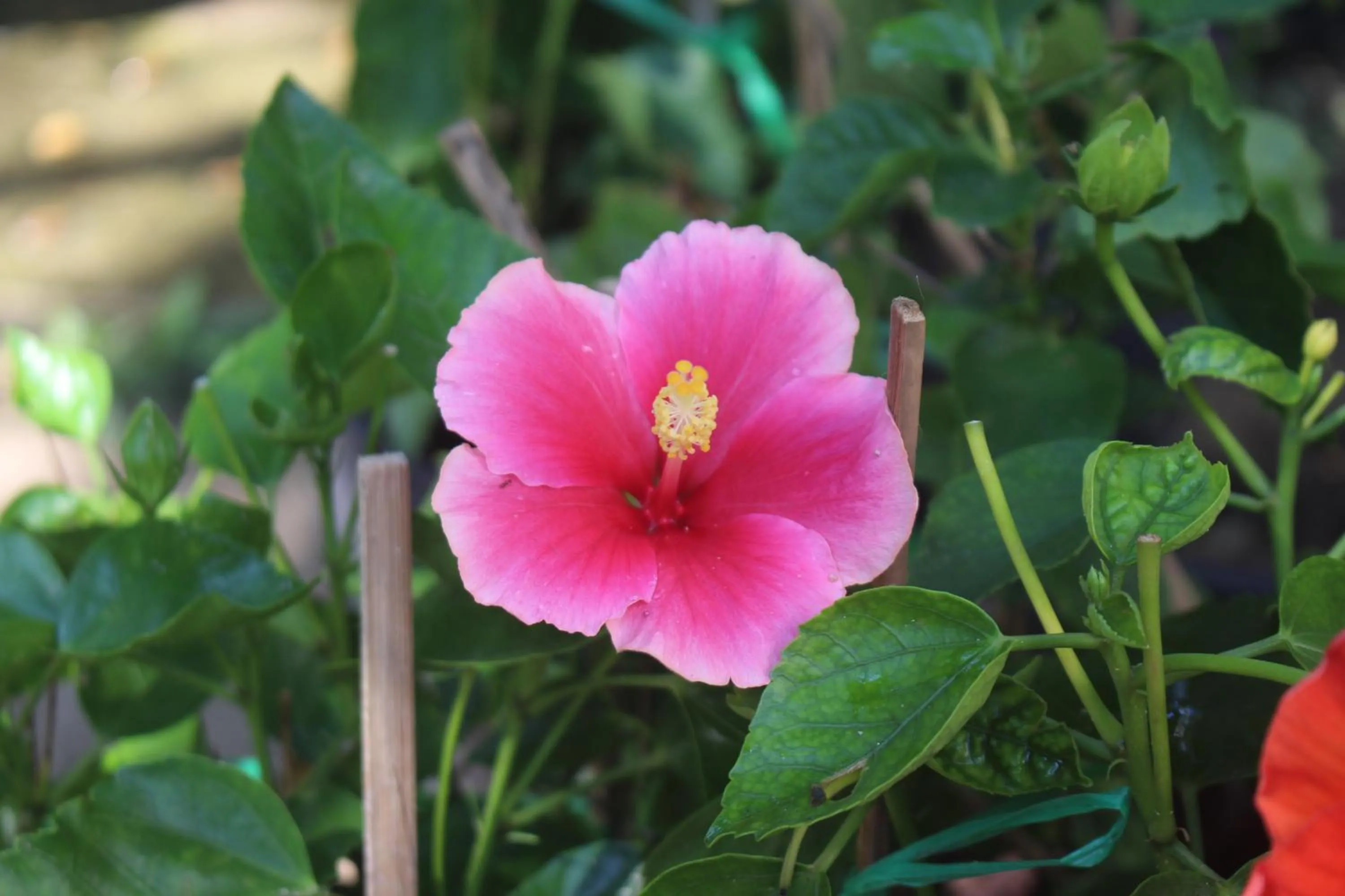 Garden in An Bang Hideaway