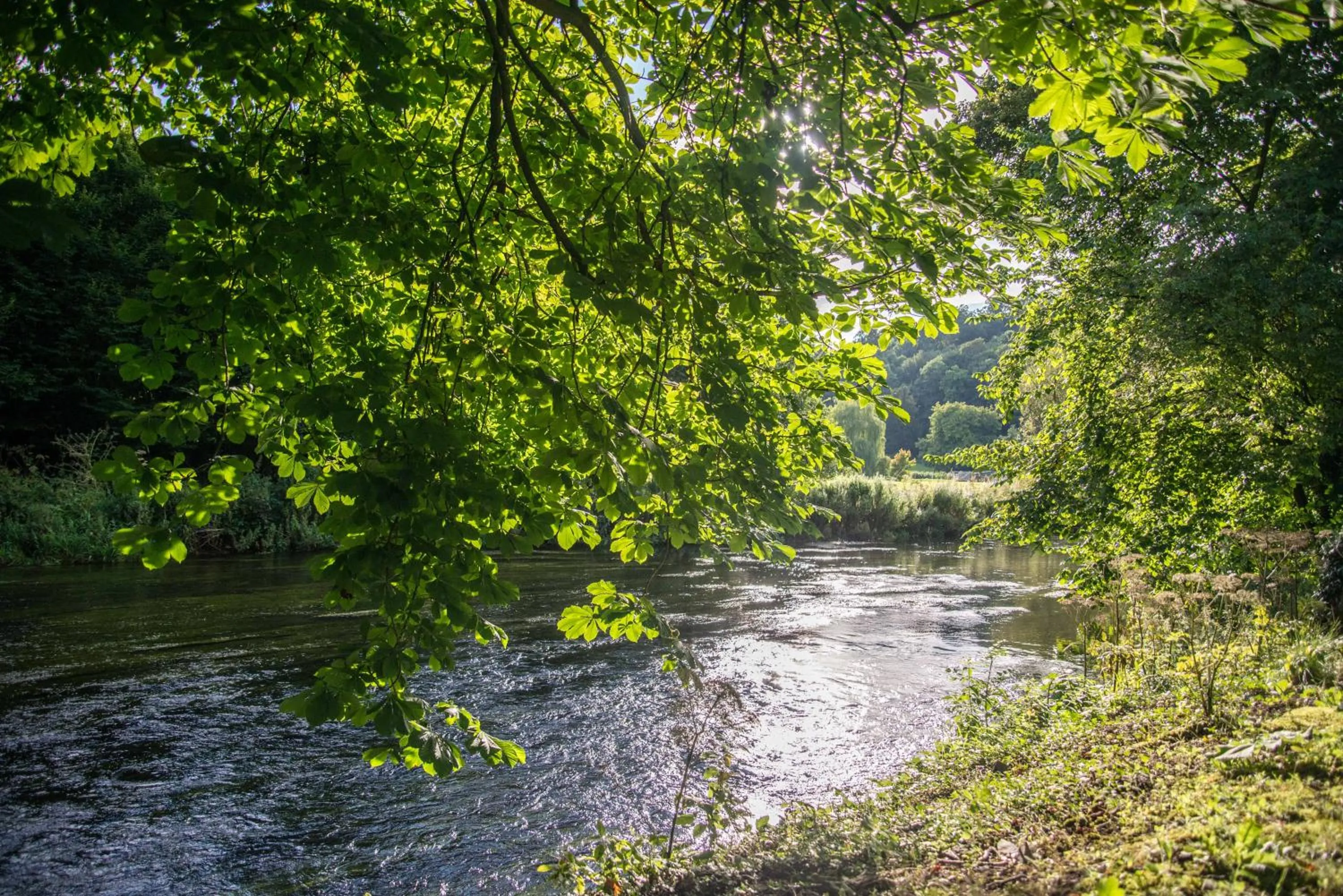 Natural landscape in Rafters at Riverside House Hotel