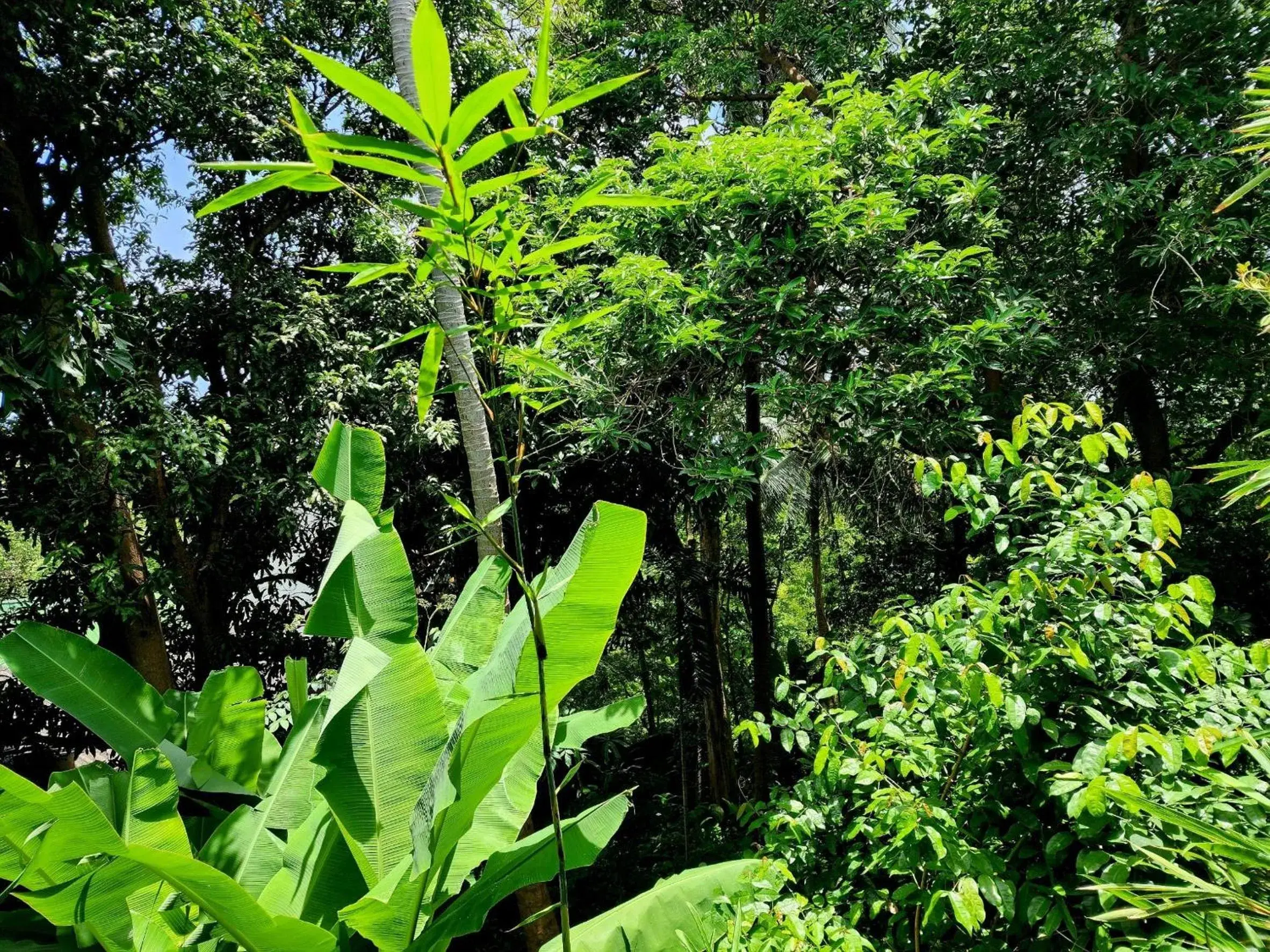 Garden view in Kata Garden Resort SHA Extra Plus Garden view in Kata Garden Resort SHA Extra Plus