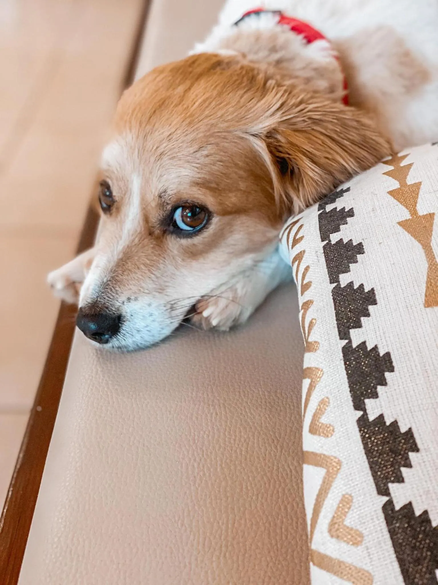 Animals in Lindos Athena