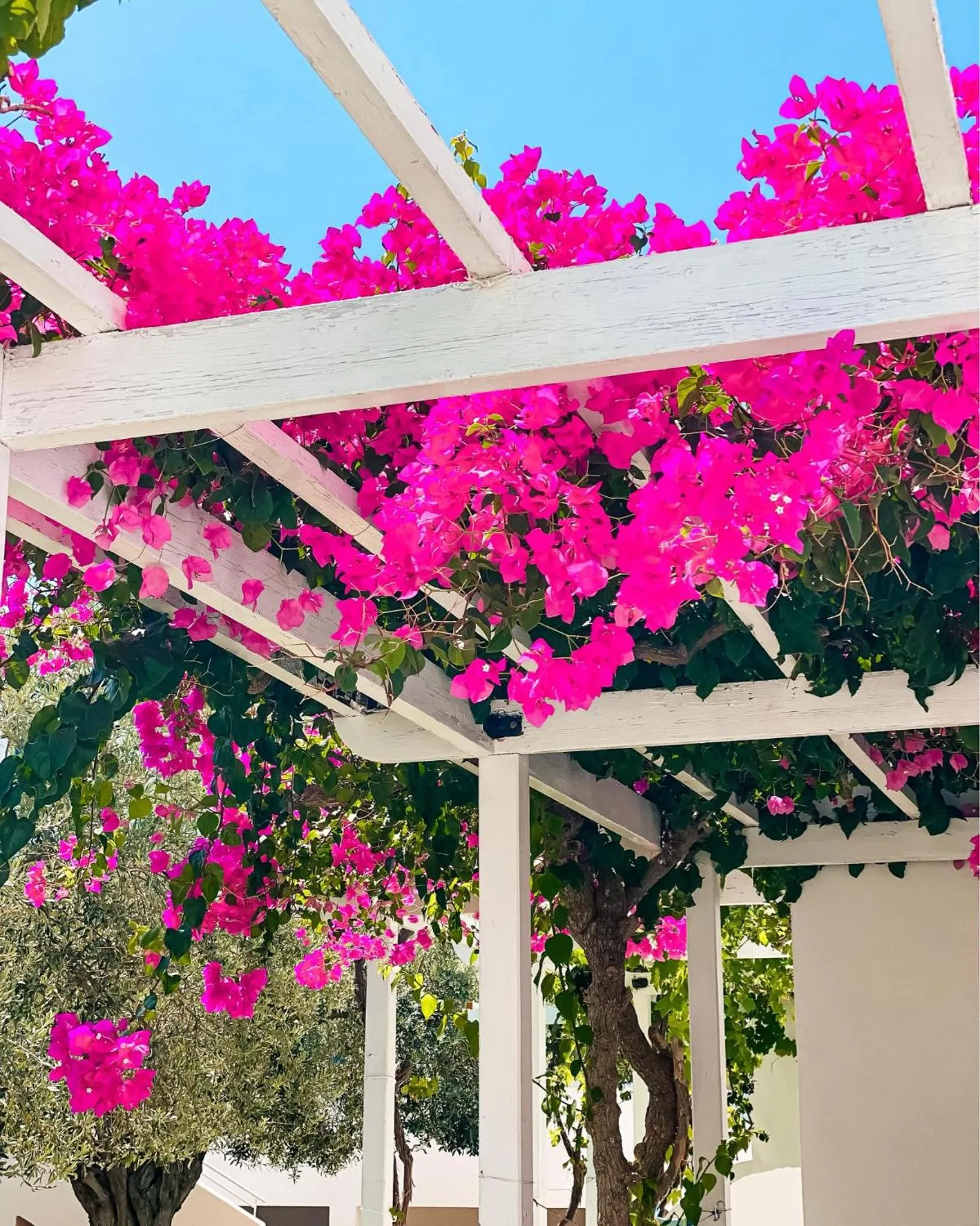 Garden view in Lindos Athena