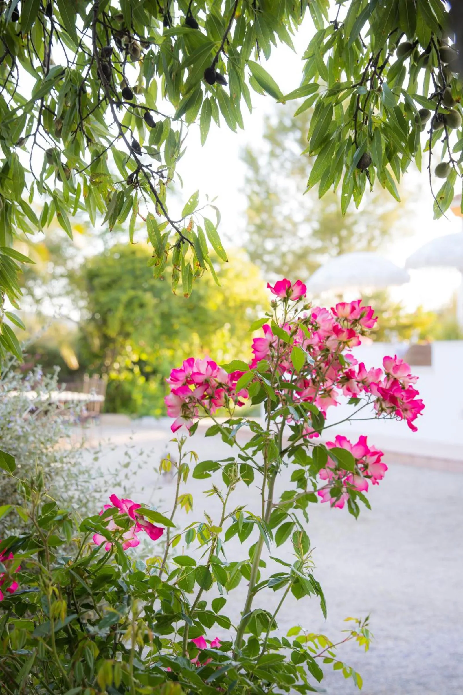 Garden in Hacienda el Tarajal