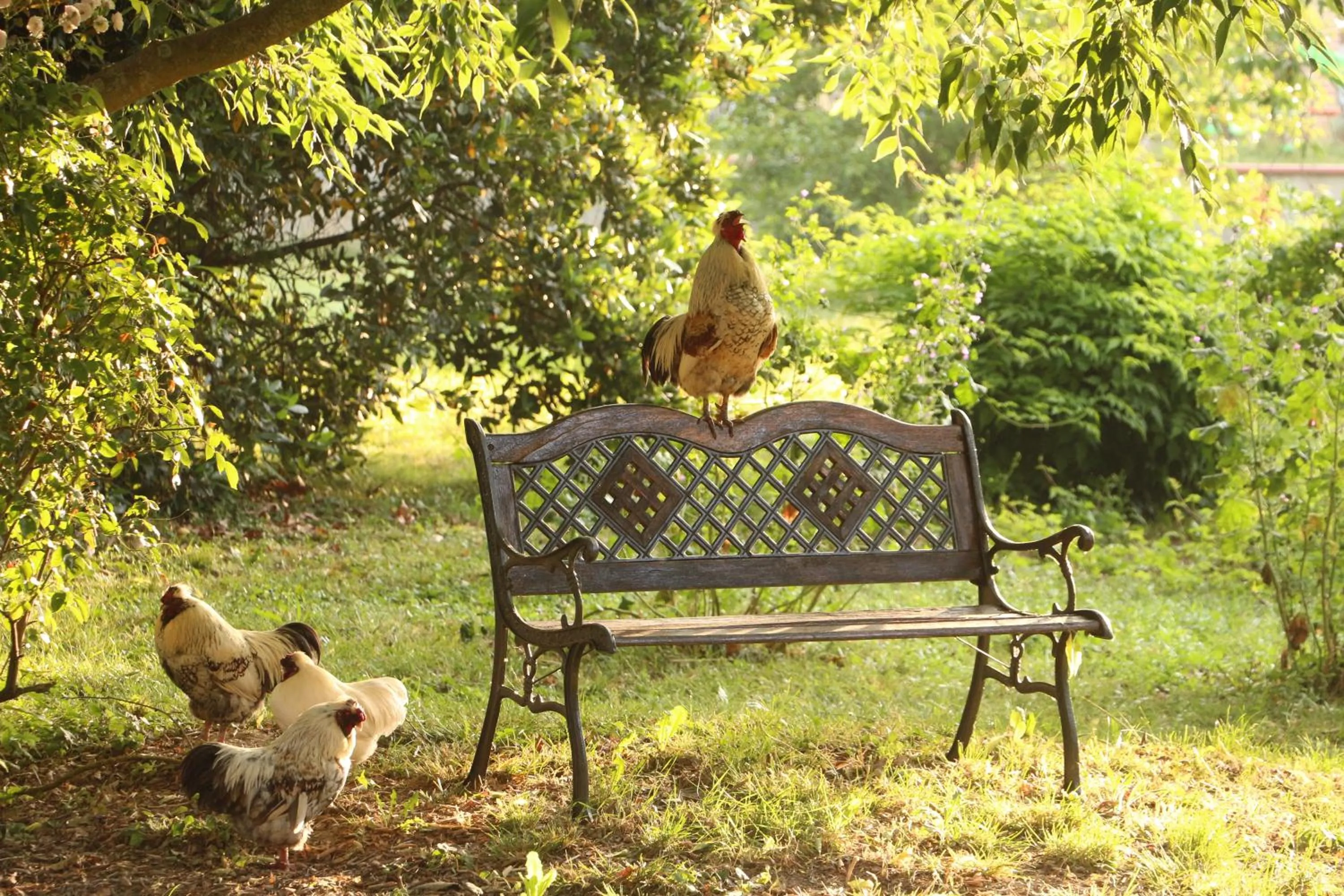 Animals in La Closerie de l'Autan
