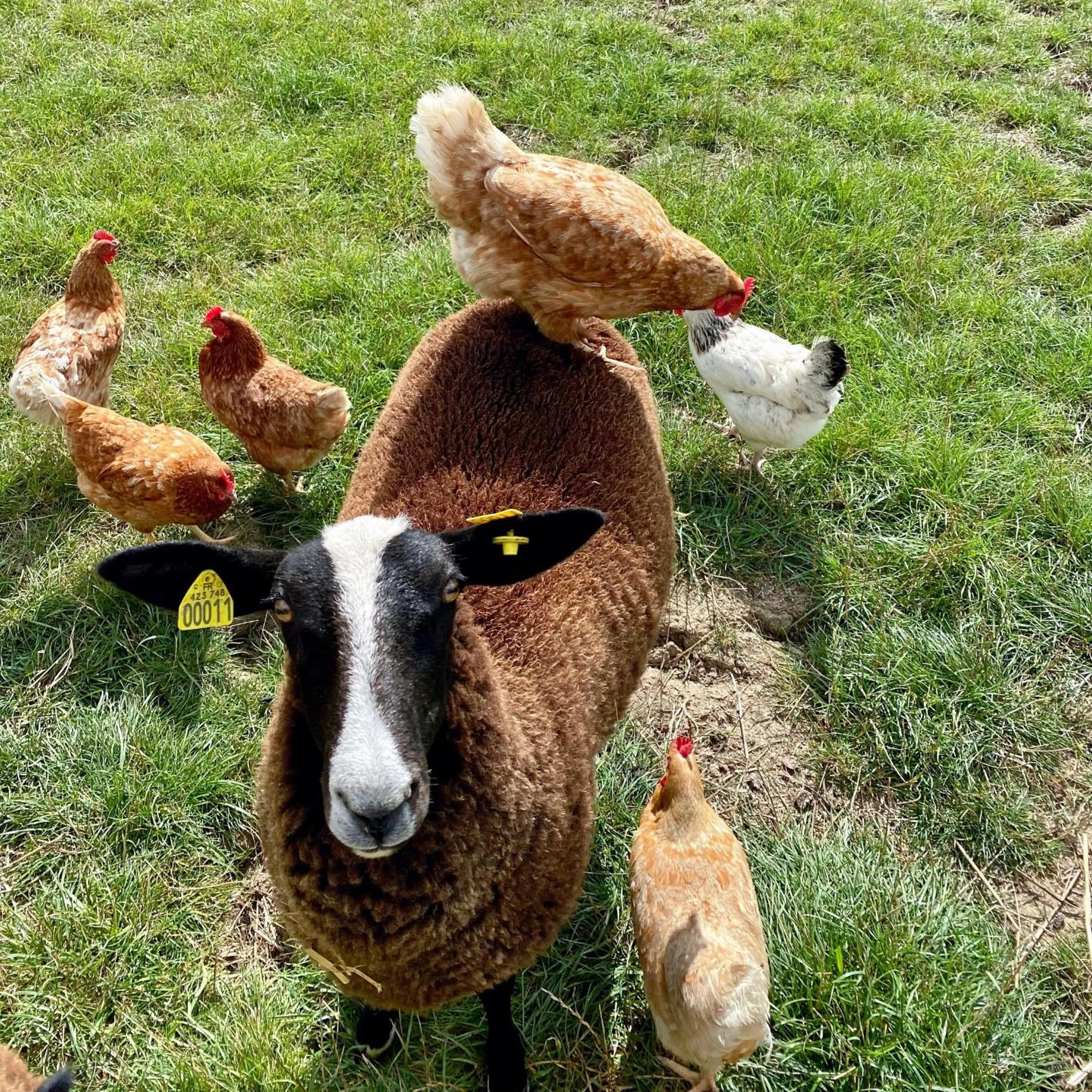 Animals in Aux 2 girouettes