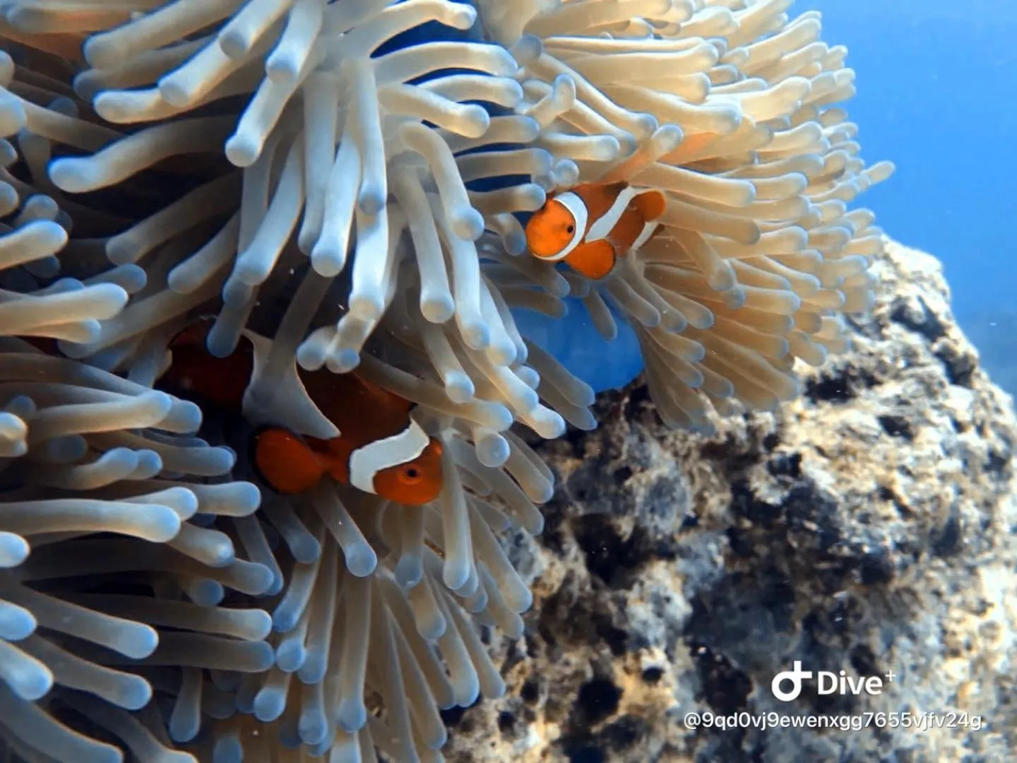 Diving in Lucky Sun Patong