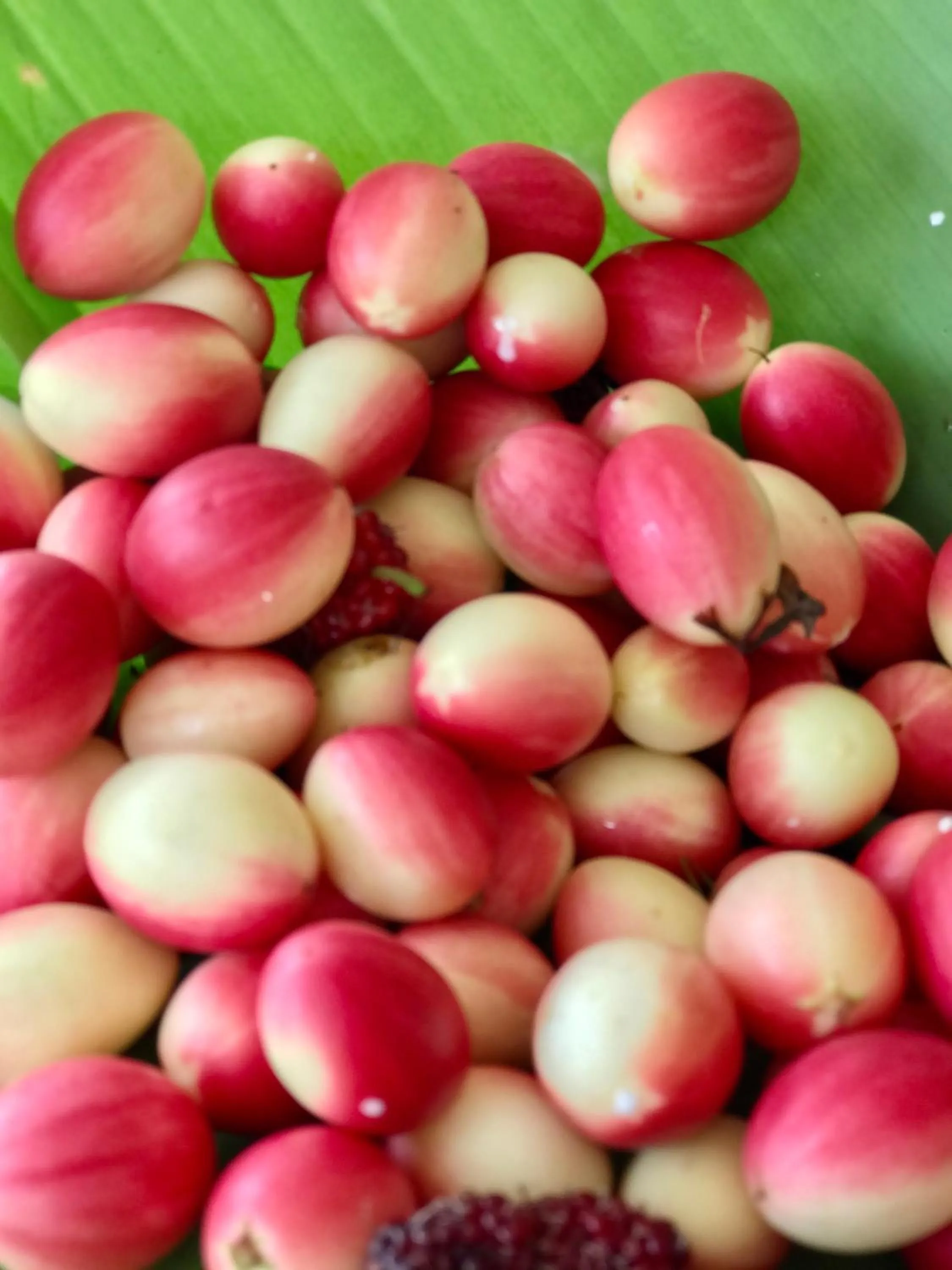 Activities in Papai Country Lodge SHA